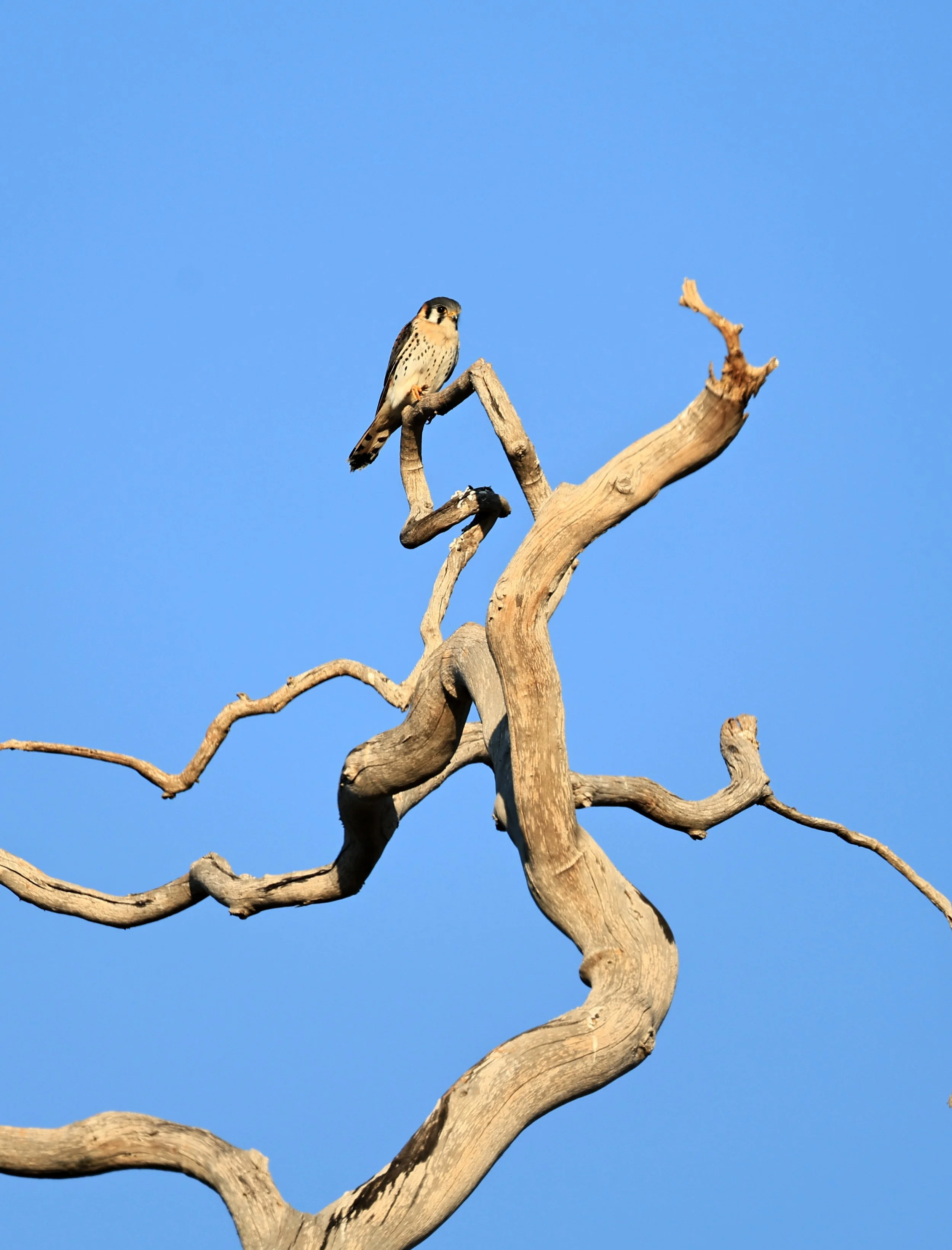 American Kestrel (Falco sparverius) Agua Dulce Paraguay (4).jpg