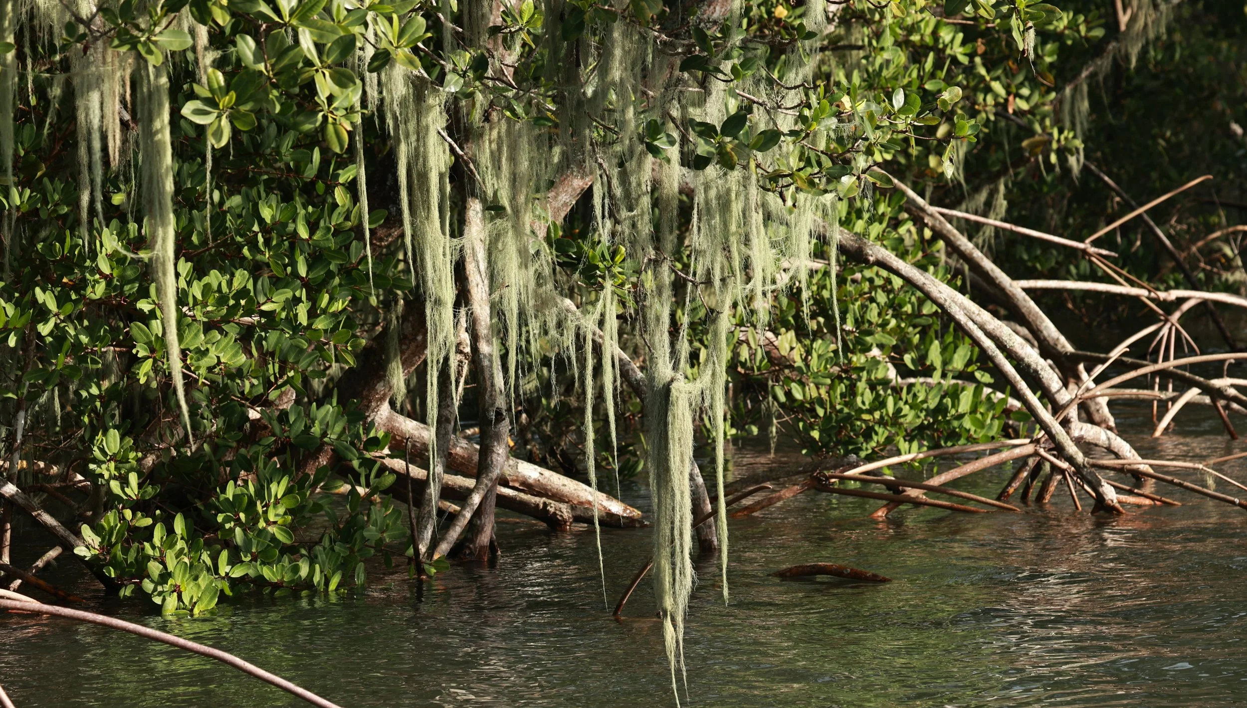 Spanish moss (Tillandsia usneoides) Superagüi National Park, Brazil
