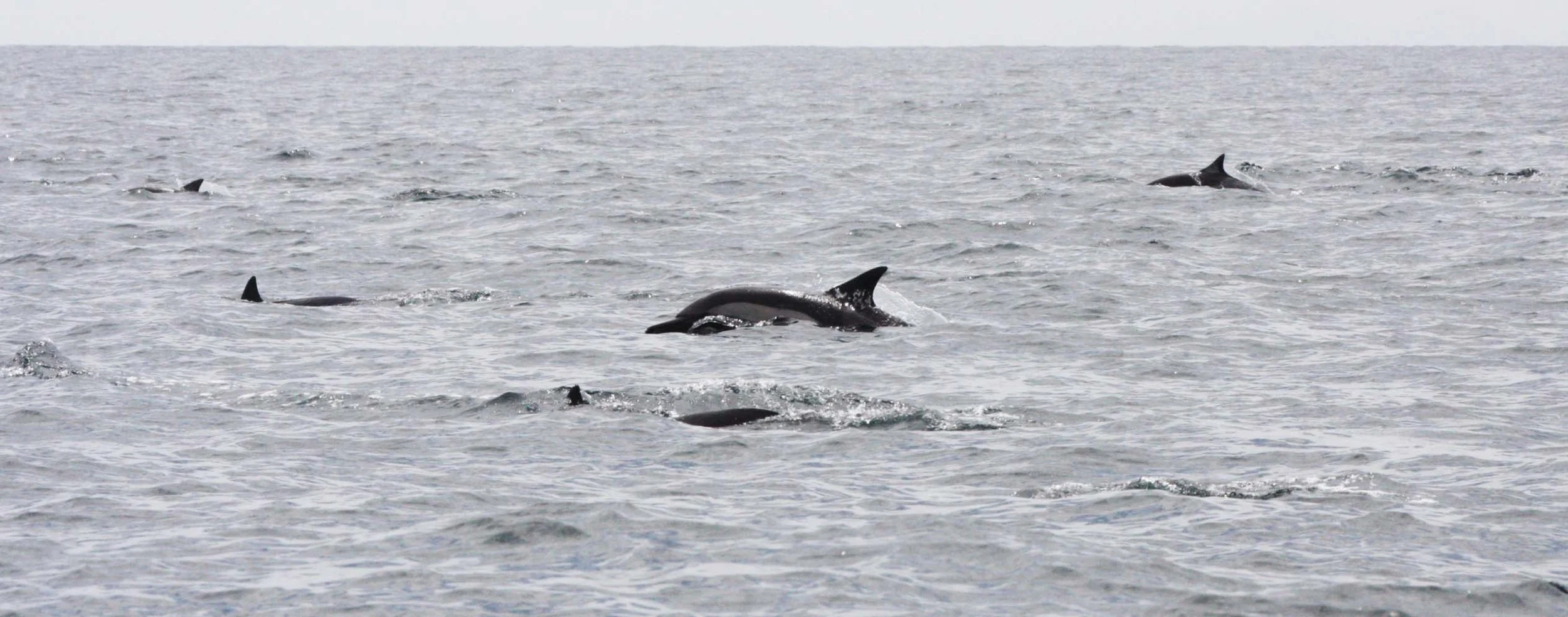 CETACEAN - DOLPHIN - COMMON DOLPHIN - LONG-BEAKED COMMON DOLPHIN - DELPHINUS CAPENSIS - WITH SPINNER DOLPHINS  - STENELLA LONGIVOSTRIS - BAHIA DE LORETO BAJA MEXICO (7).JPG