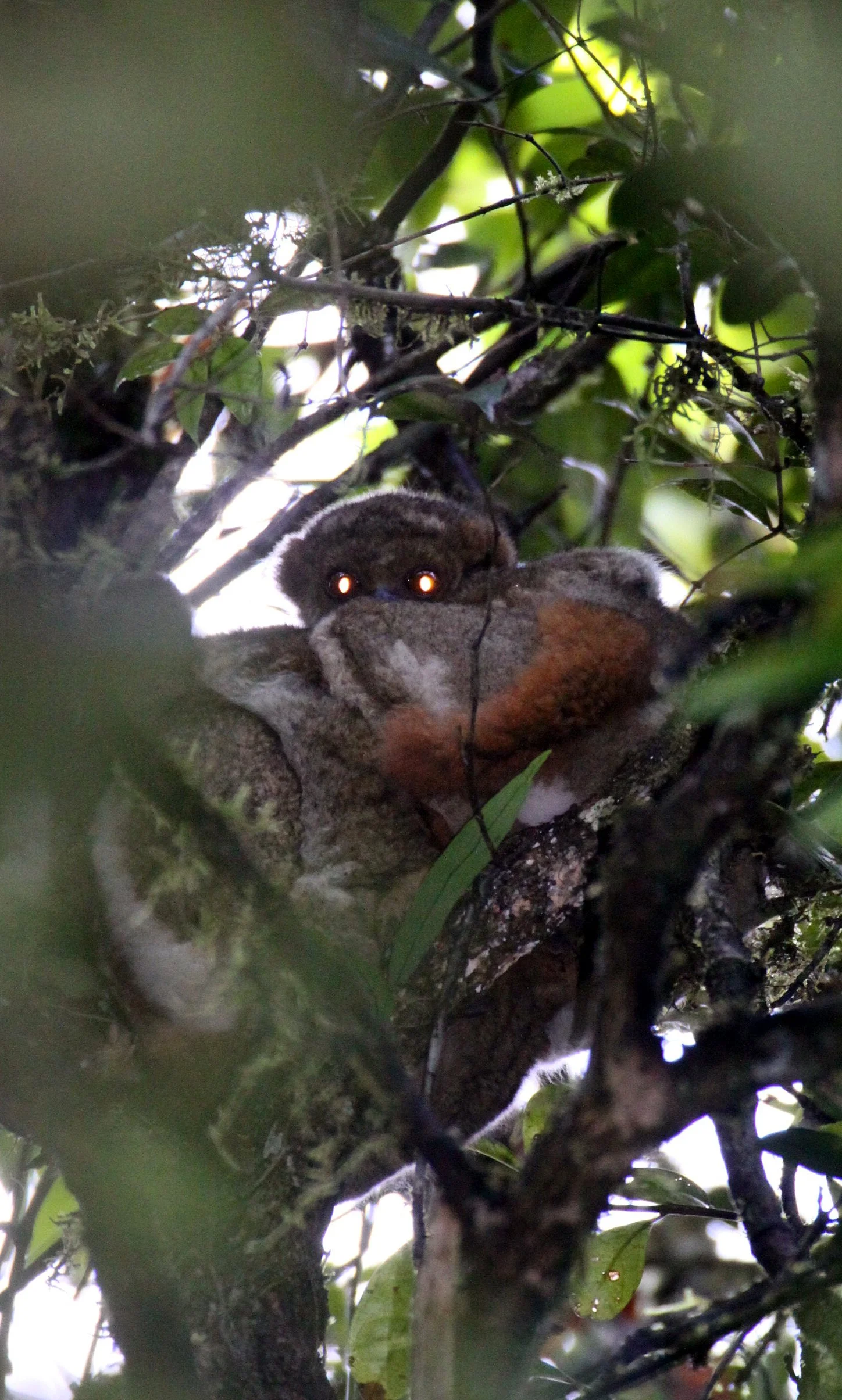 INDRIIDAE - Avahi laniger - RANOMAFANA NATIONAL PARK MADGASCAR (7).JPG