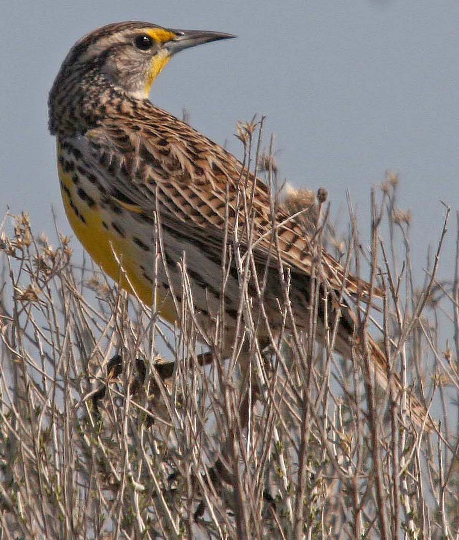 Western Meadowlark (Sturnella neglecta) Potholes State Park Washington (3).jpg