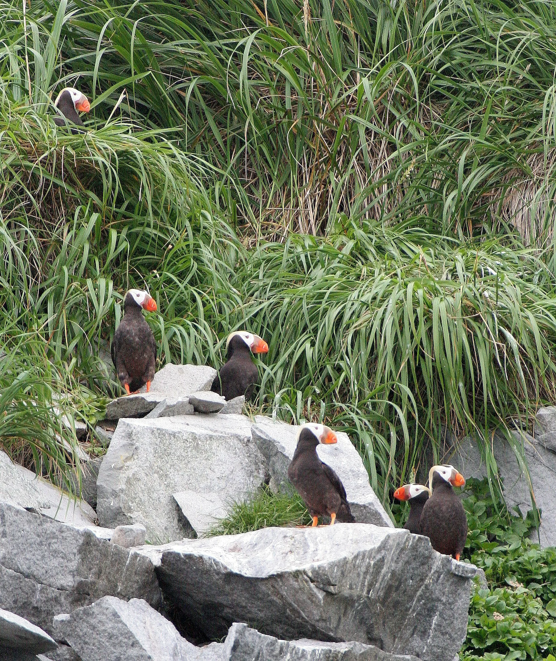 Fratercula cirrhata - TUFTED PUFFIN - COAST OF KAMCHATKA (73).jpg