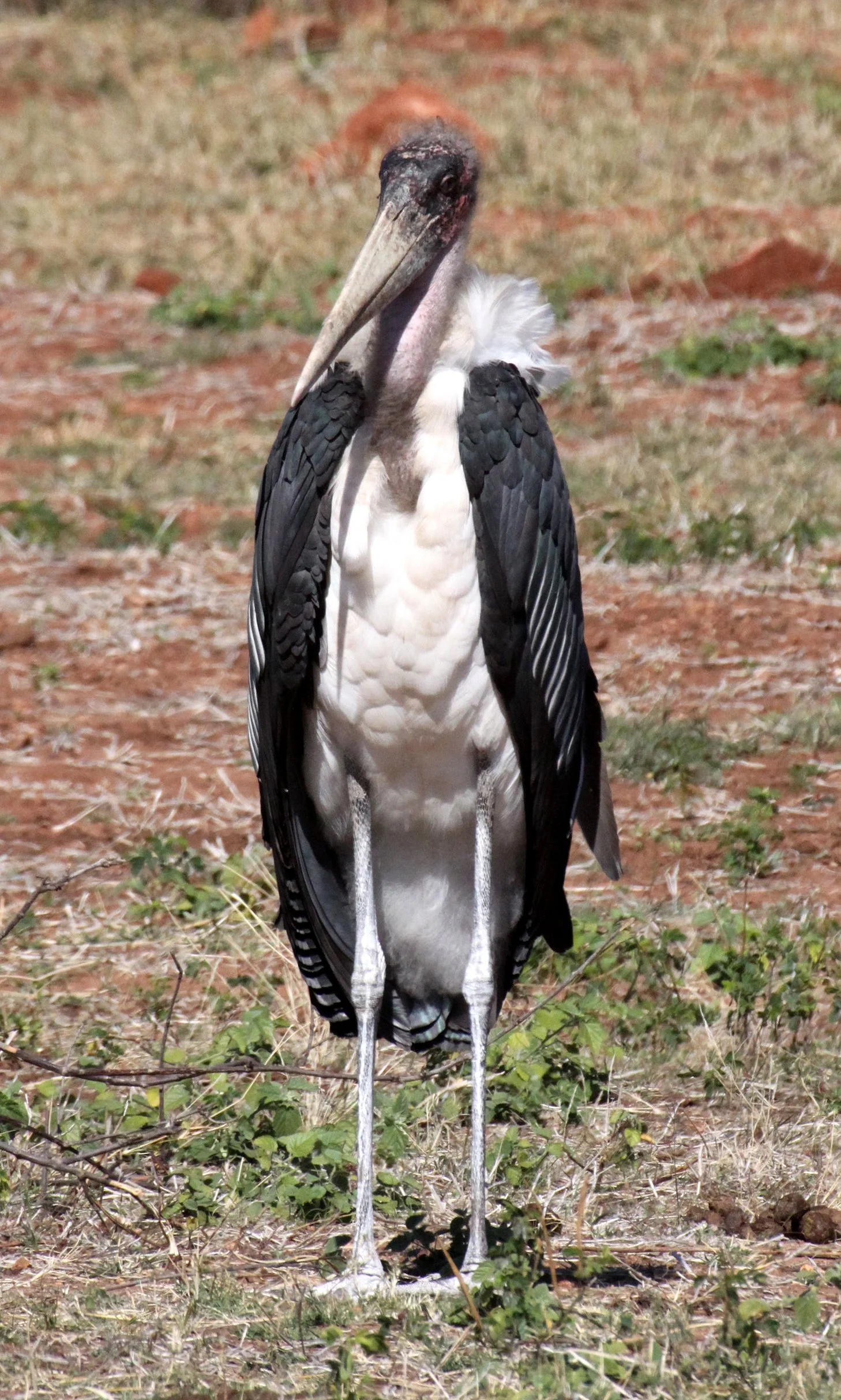 STORK - MARABOU STORK - Leptoptilos crumenifer - CHOBE NATIONAL PARK BOTSWANA (3).JPG