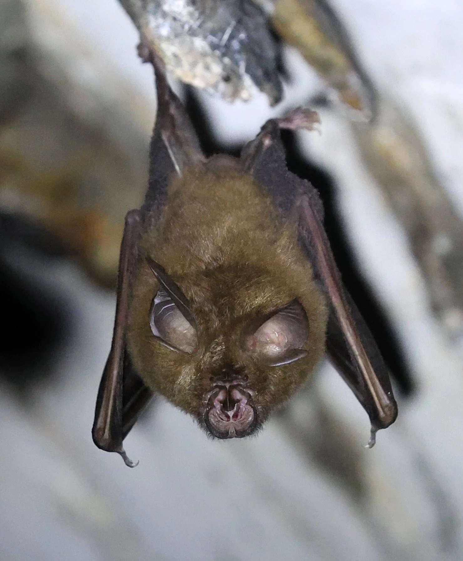 Pearson’s Horseshoe Bat (Rhinolophus pearsonii) Wat Sa Nam Sai Temple Pak Chong Thailand (3).jpg