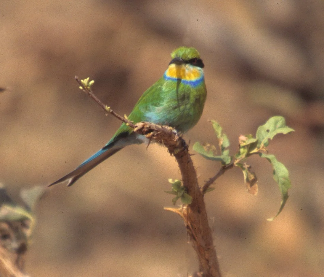 BIRDS - BEE EATER - SWALLOWTAILED - OKAVANGO A.jpg
