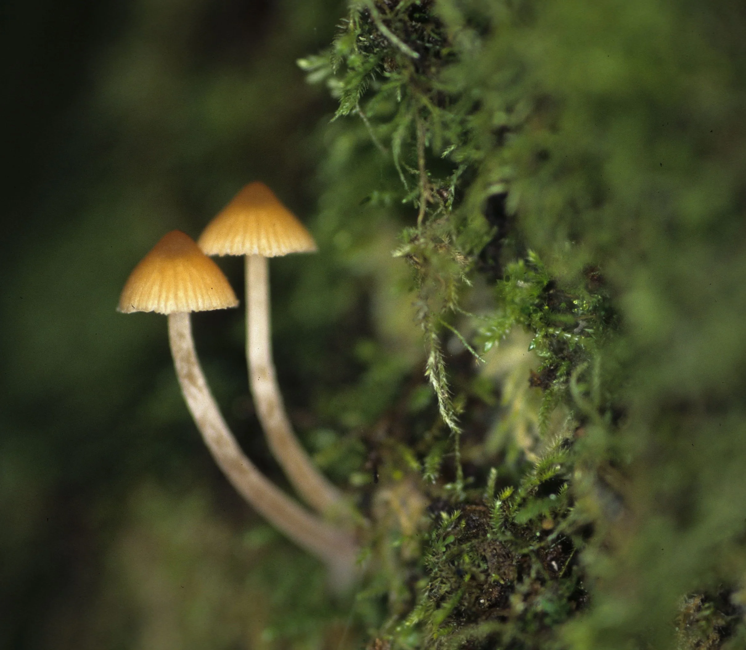CALIFORNIA - POINT REYES - FUNGI SPECIES.jpg