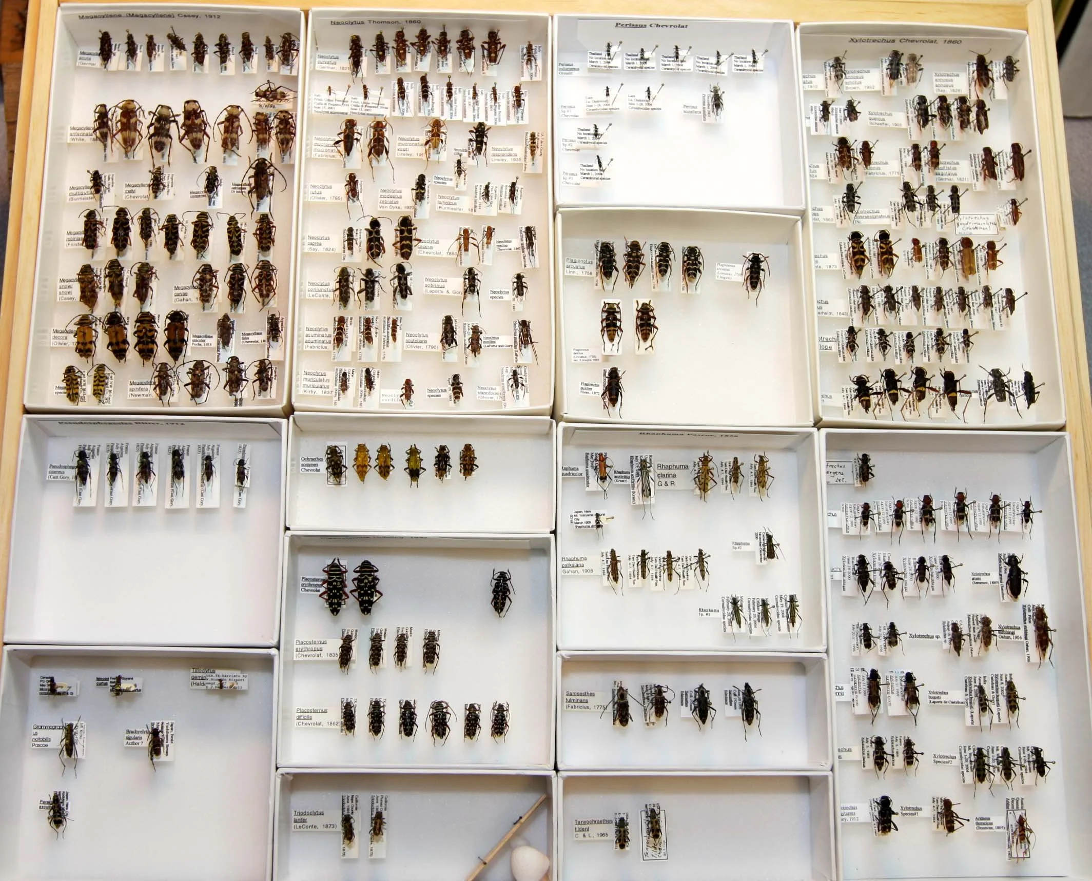 14 Cerambycinae - Clytini.JPG