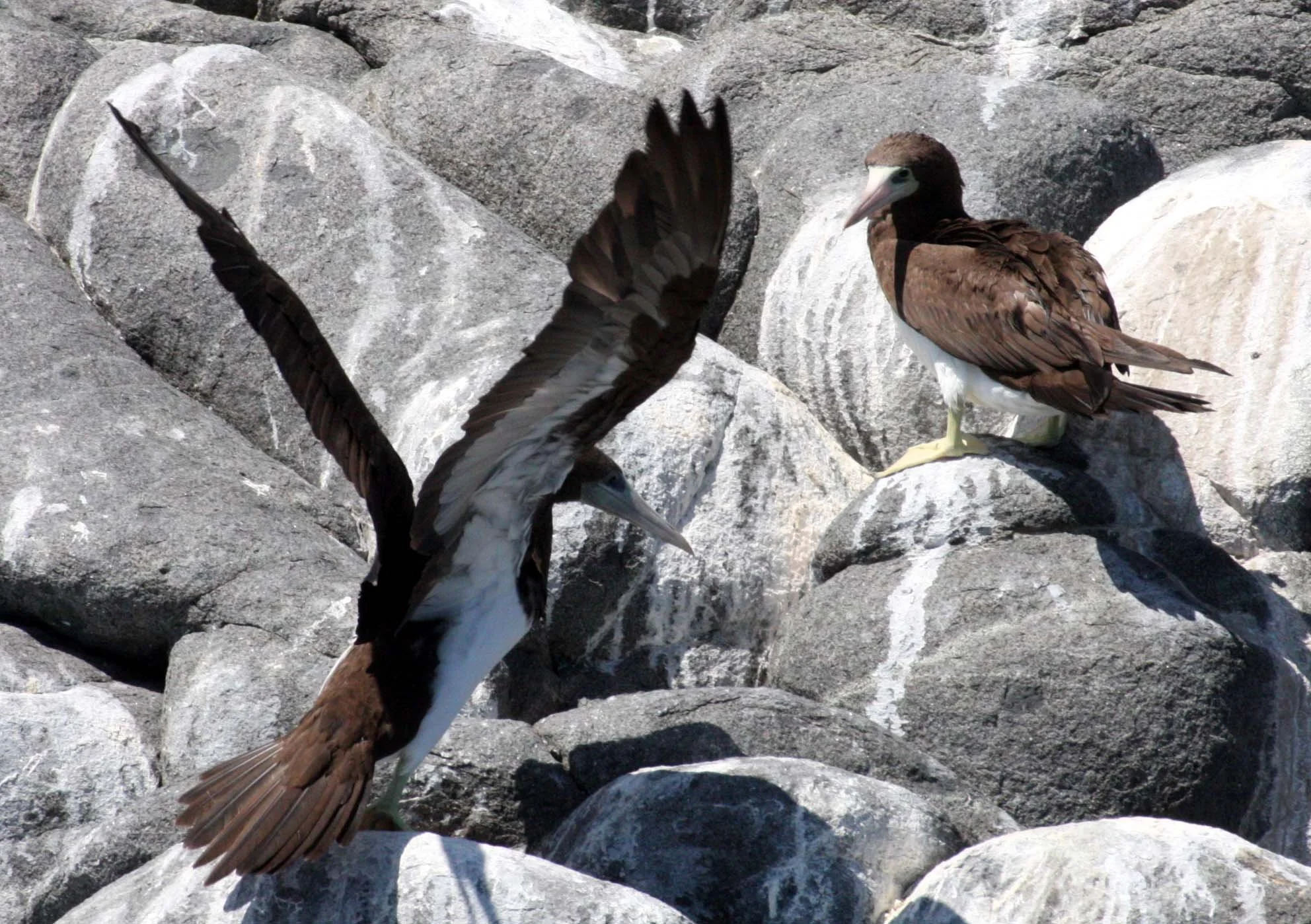 Brown Booby (Sula leucogaster) Santa Catalina Island Baja Mexico (18).JPG