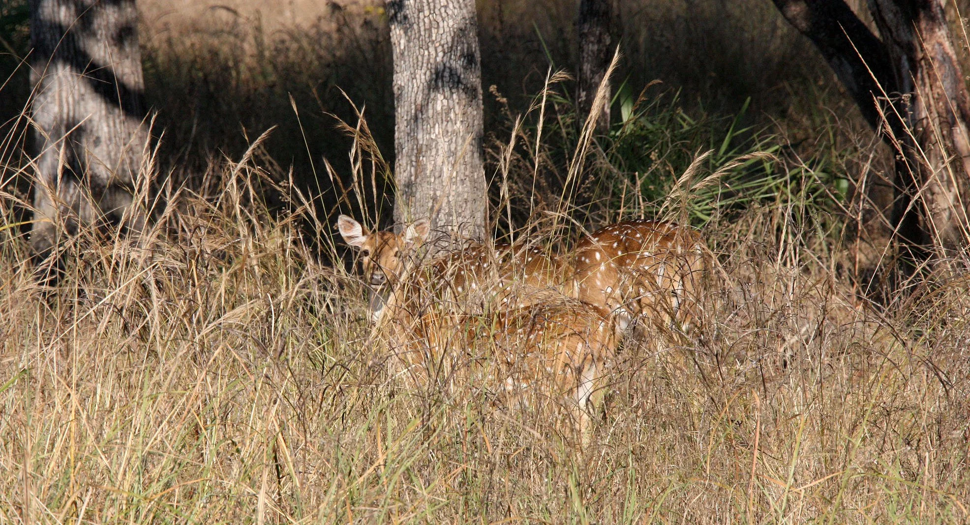 Axis axis axis - INDIAN CHITAL or SPOTTED DEAR - KANHA NATIONAL PARK MADHYA PRADESH INDIA (40).JPG