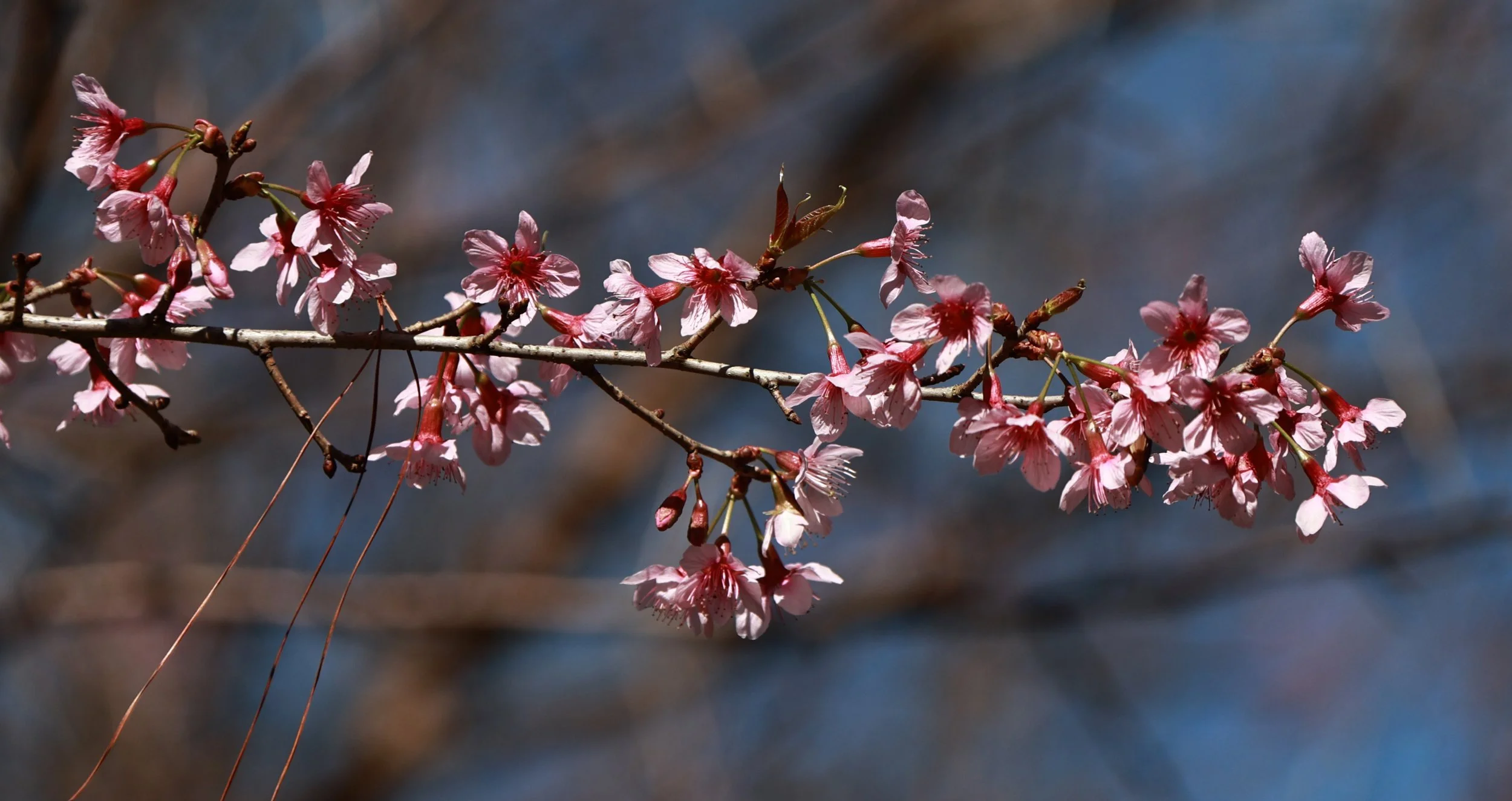 Phu Hin Rong Kla National Park Loei Province (14).jpg