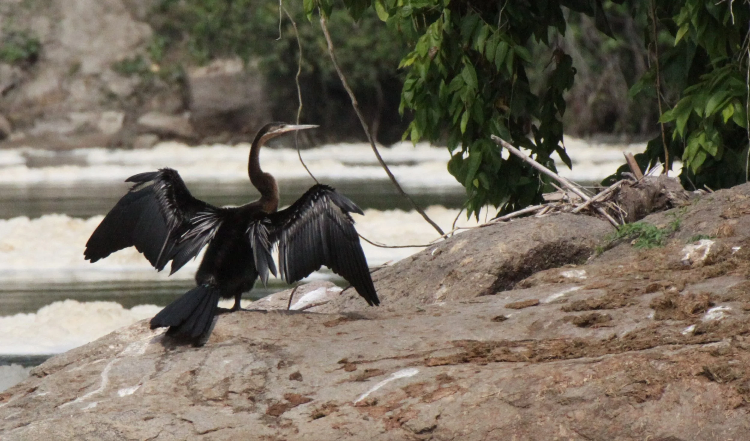 BIRD - DARTER - AFRICAN DARTER - MURCHISON FALLS NP UGANDA (2).JPG