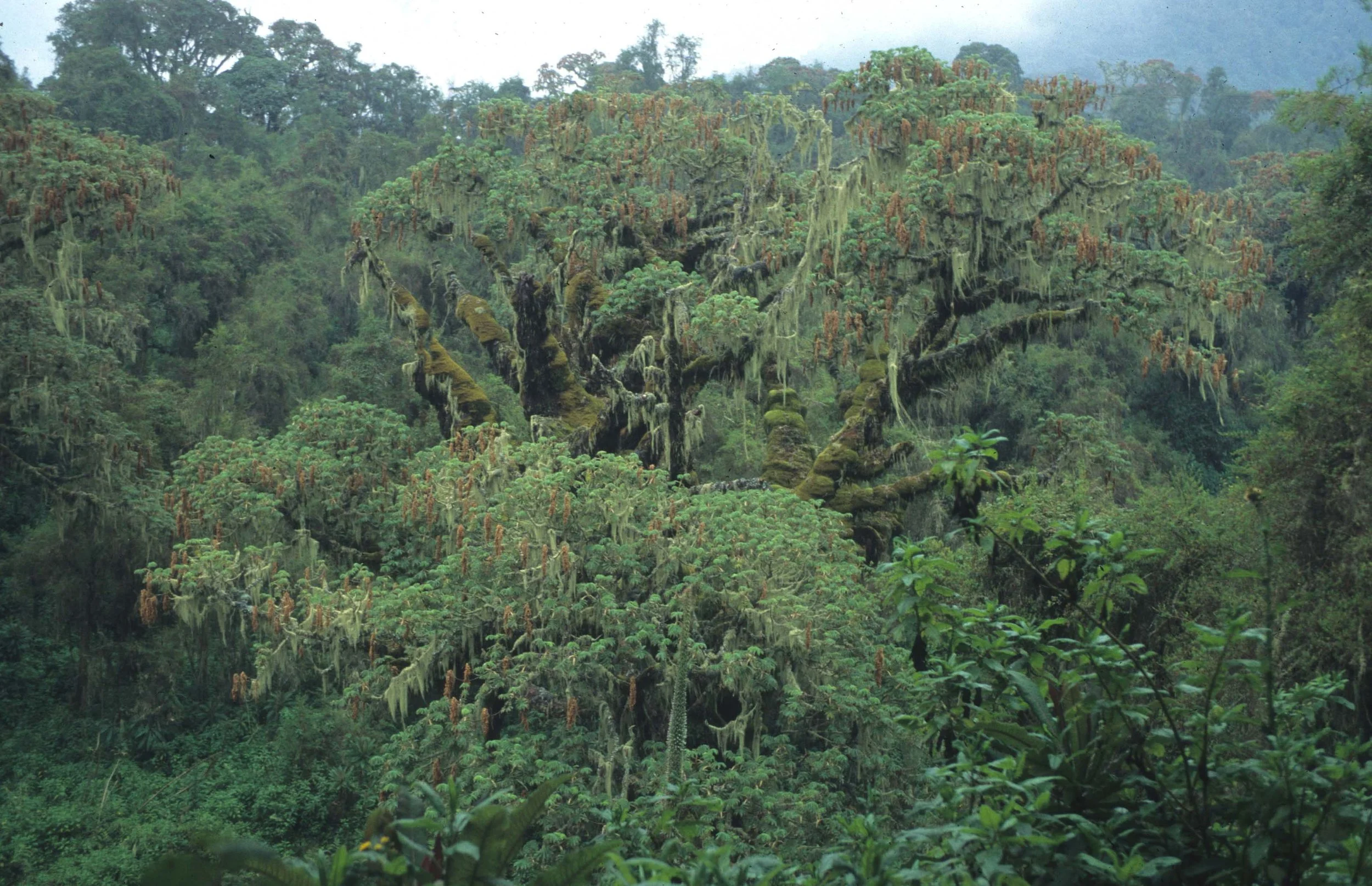 RWANDA - PLANTS - AFRICAN FLAME TREE.jpg