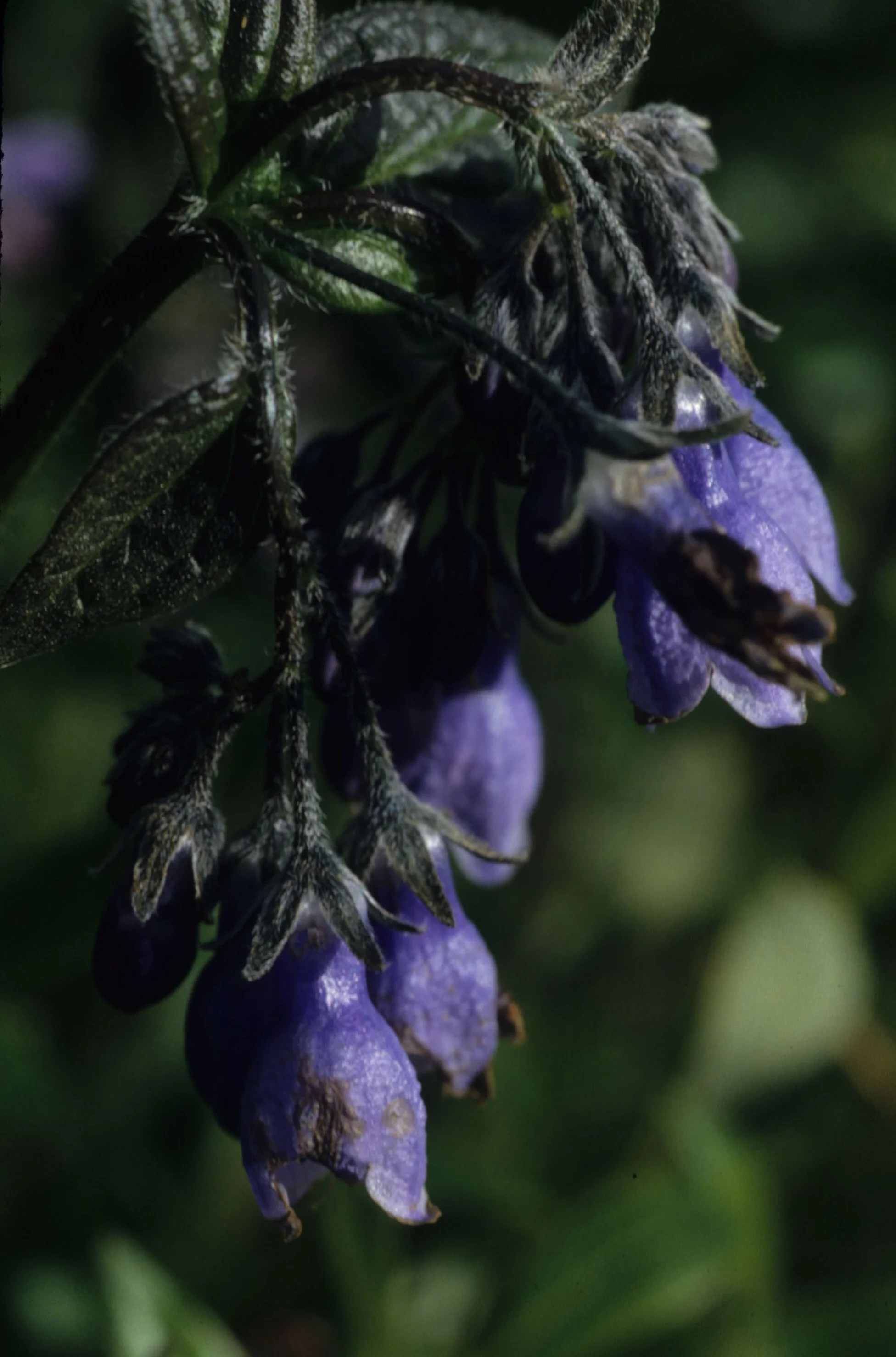 ALASKA - MERTENSIA PANICULATA - BLUEBELLS.jpg