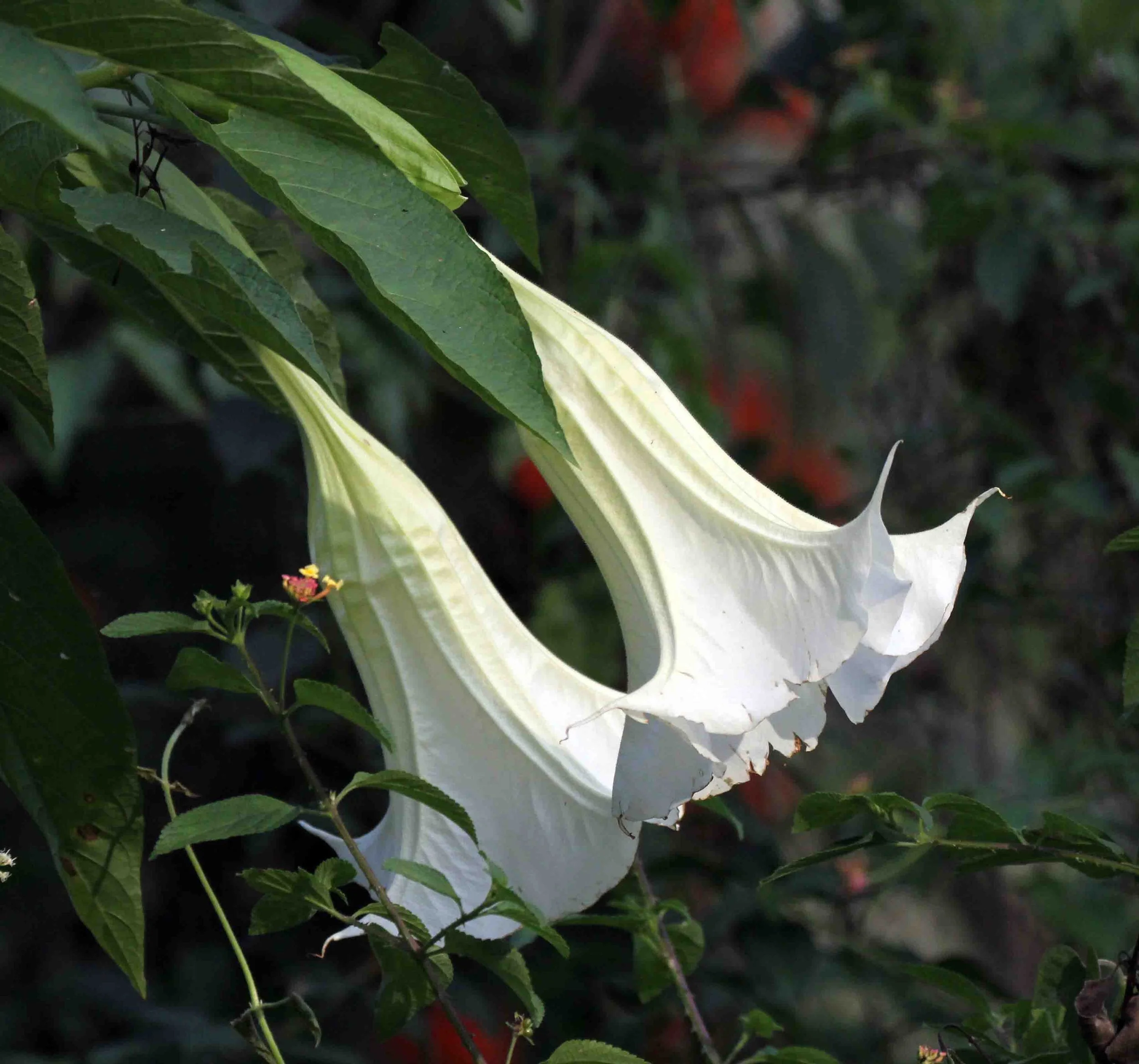 VALPARAI, TAMIL NADU INDIA (6).JPG