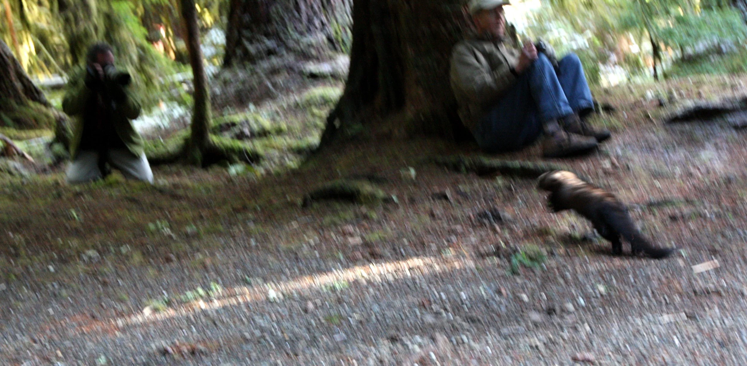 MUSTELID - FISHER - RELEASE ON 21 DECEMBER 2009 AT WISKER BEND TRAIL HEAD AND SOL DUC CAMPGROUND ONP (59).JPG