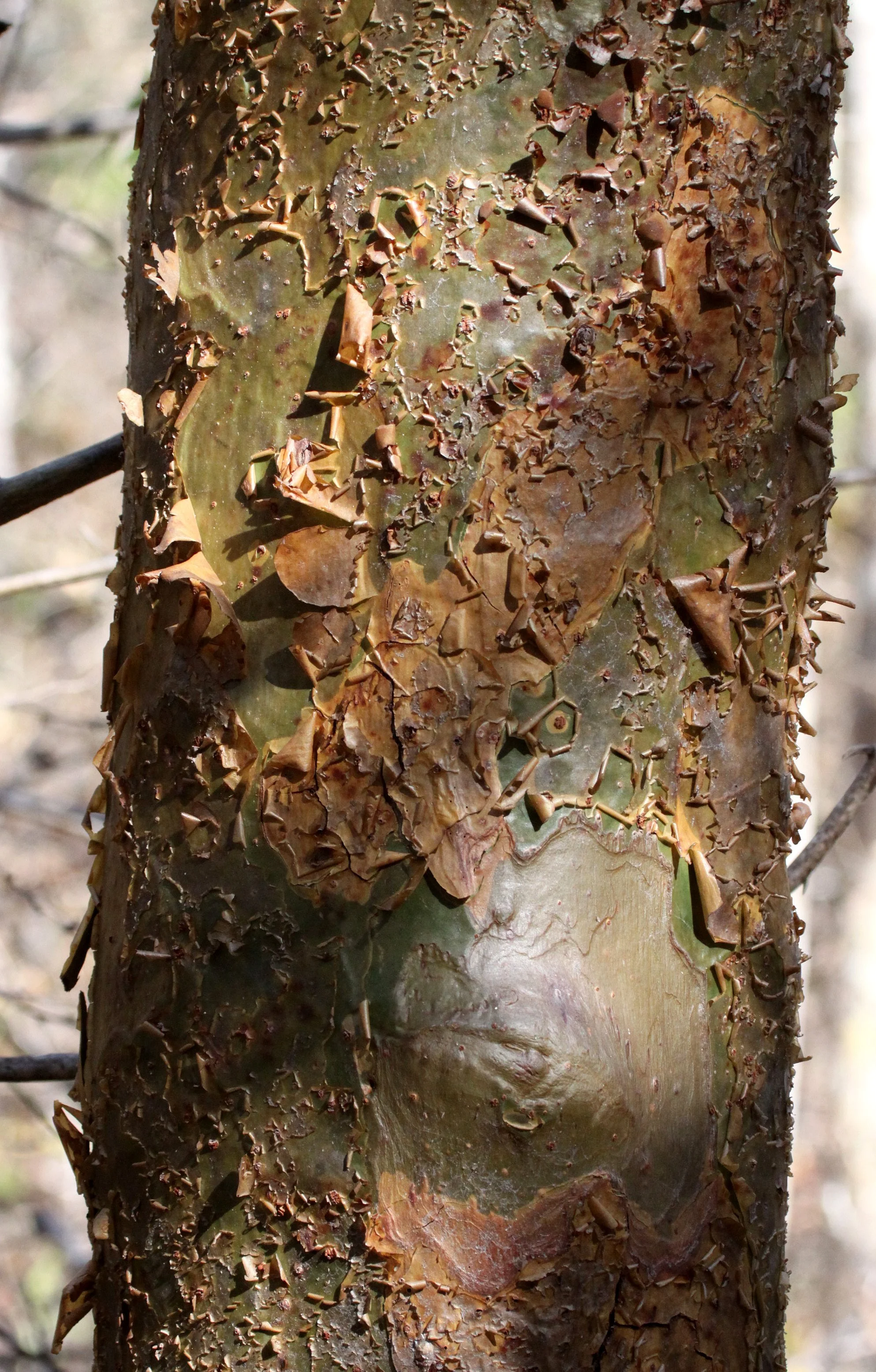 PLANT - SPECIES - KIRINDY NATIONAL PARK - MADAGASCAR (5).JPG