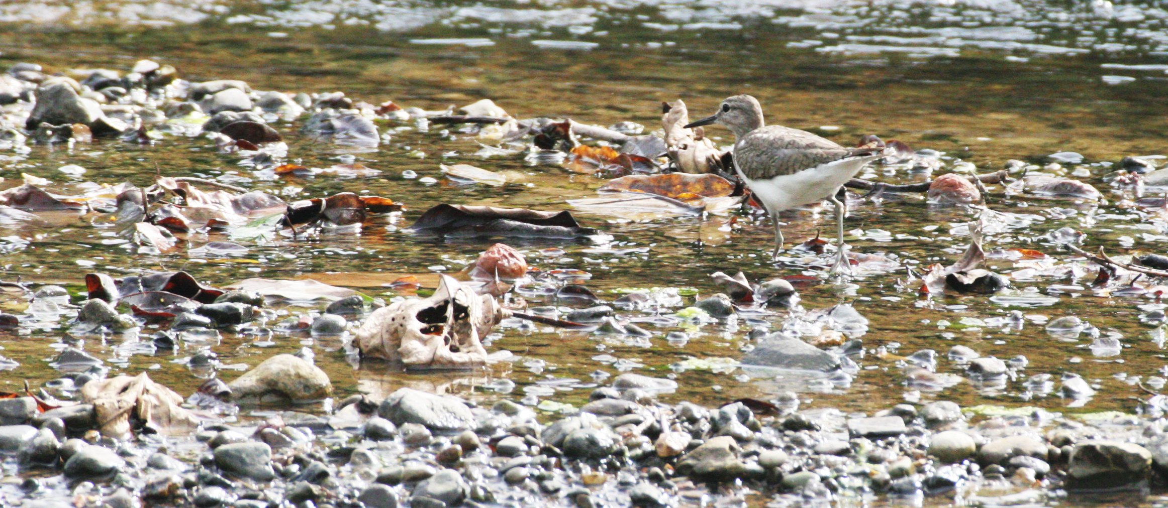 BIRD - SANDPIPER - COMMON SANDPIPER - TRINGA HYPOLEUCOS - TABIN WILDLIFE RESERVE BORNEO.JPG