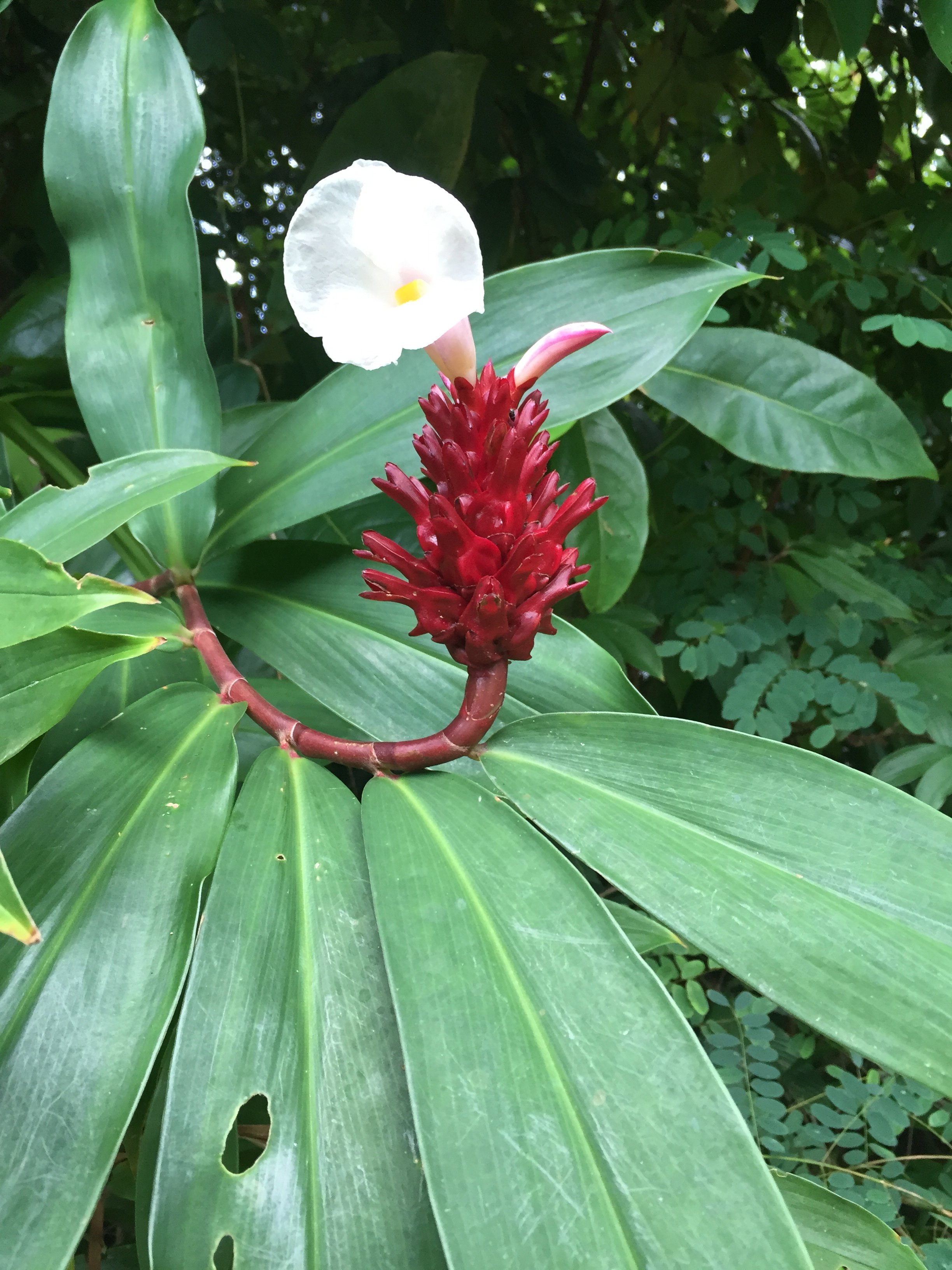 2015 Koh Lanta Garden & Nature (276).jpg