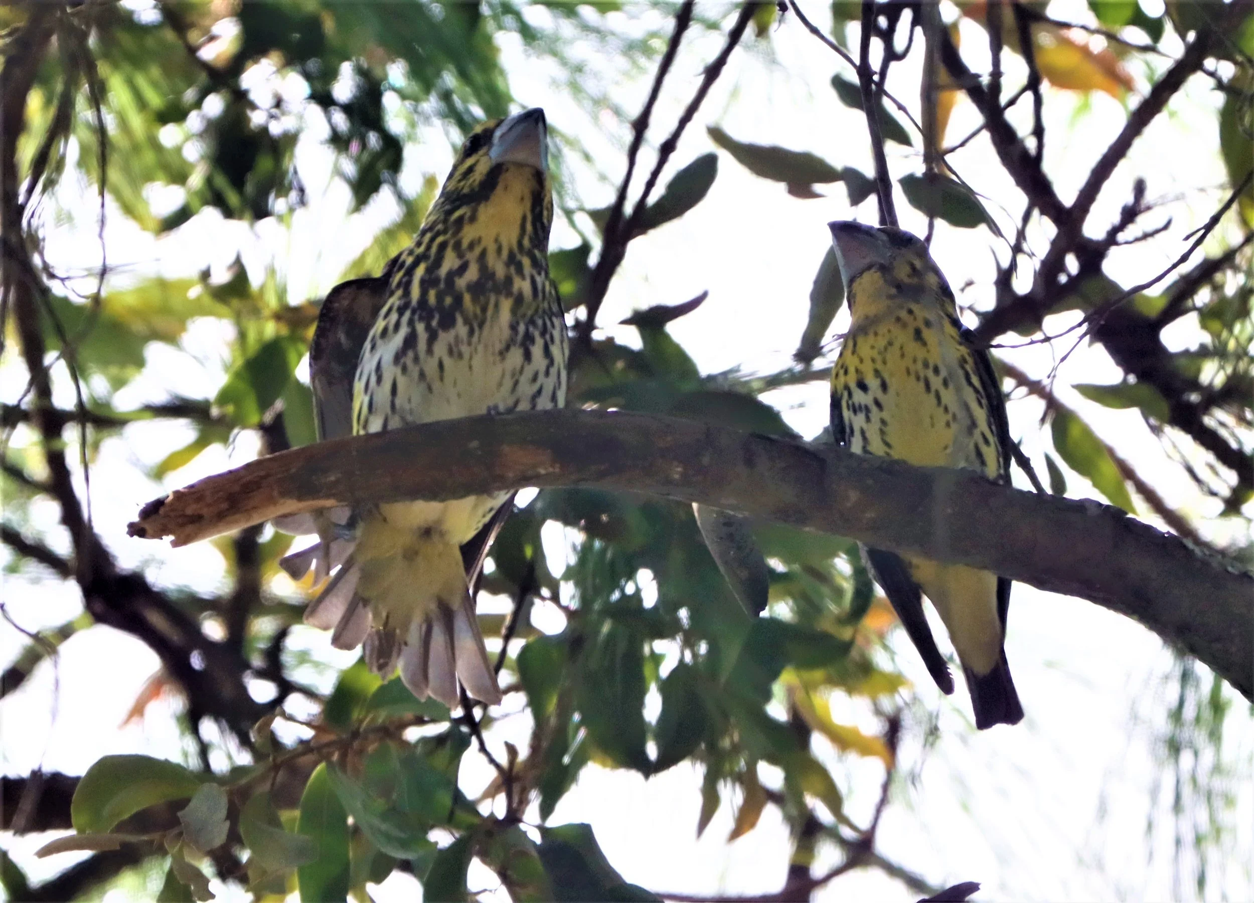 Spot-winged Grosbeak (Mycerobas melanozanthos) Doi Ang Kang, Chiang Mai Thailand (47).jpg