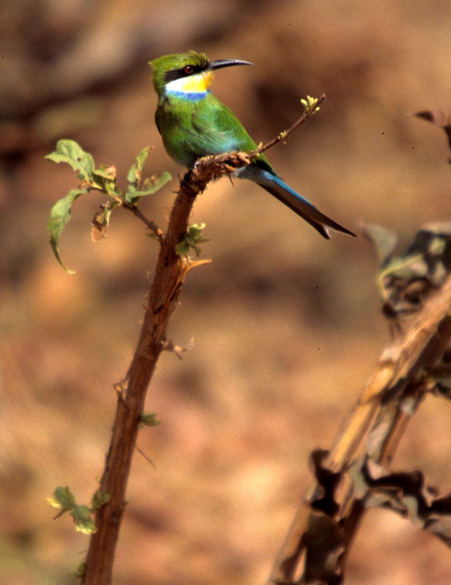 SWALLOW-TAILED BEE-EATER -  (3).jpg