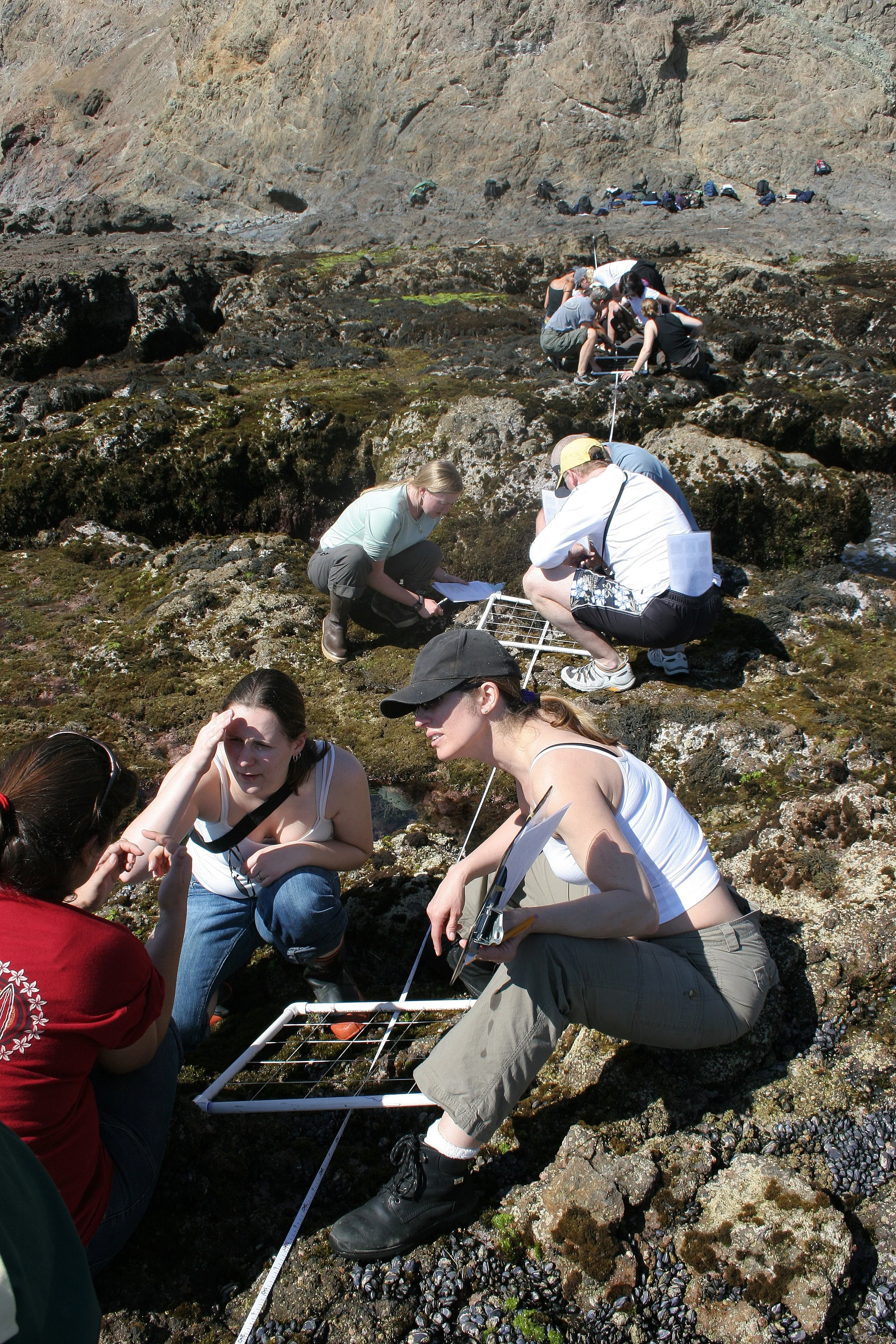 CALIFORNIA - CHANNEL ISLANDS NP - ANACAPA ISLAND - LIMPETS - Transect Quadrat Method.jpg