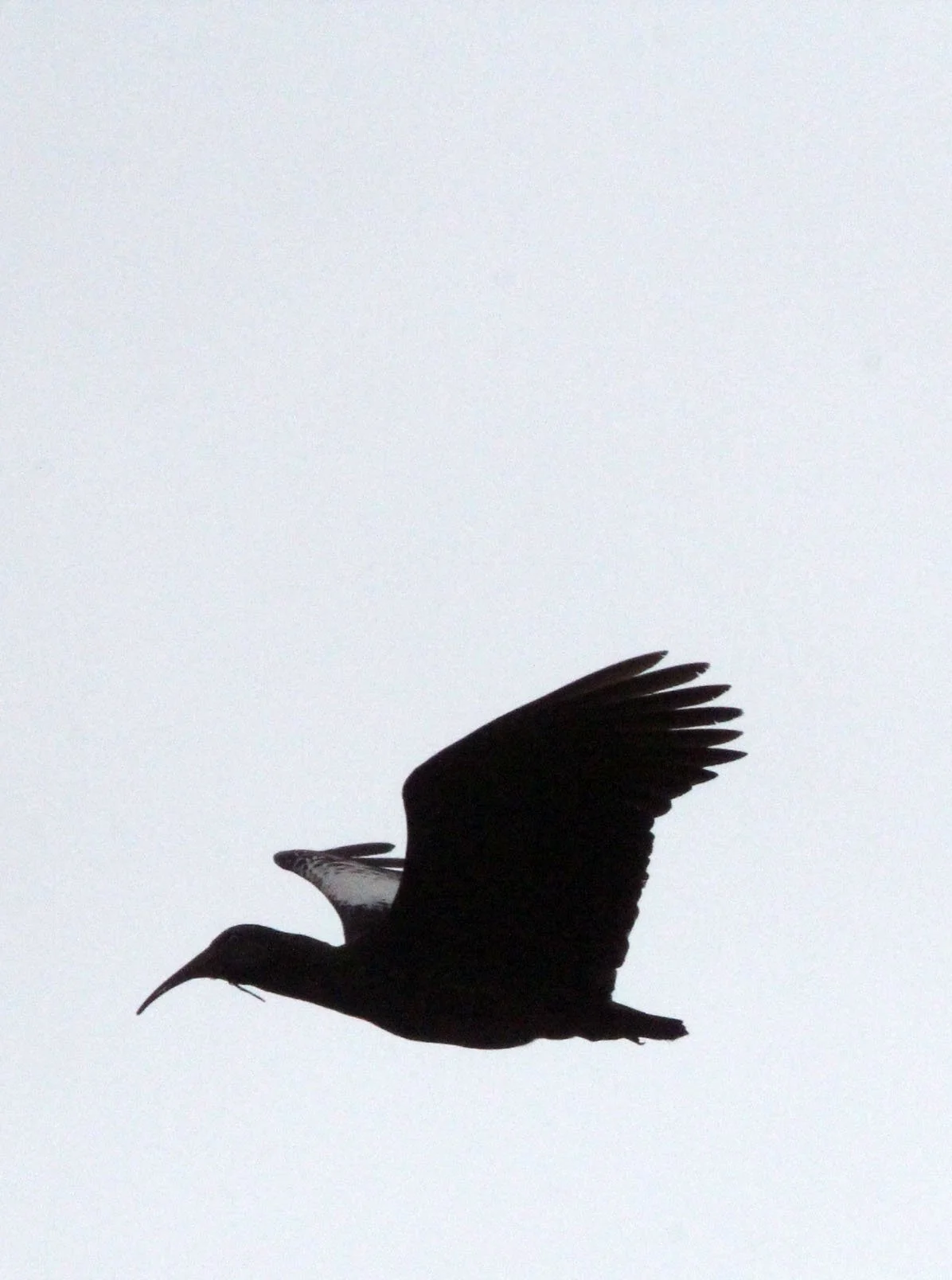 IBIS - WATTLED IBIS - Bostrychia carunculata - SIMIEN MOUNTAINS NATIONAL PARK ETHIOPIA (11).JPG