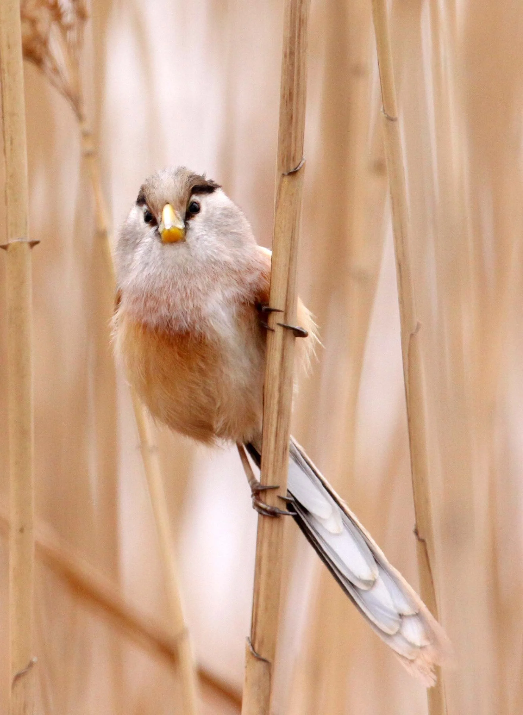 BIRD - PARROTBILL - REED PARROTBILL - YANCHENG CHINA (16).JPG