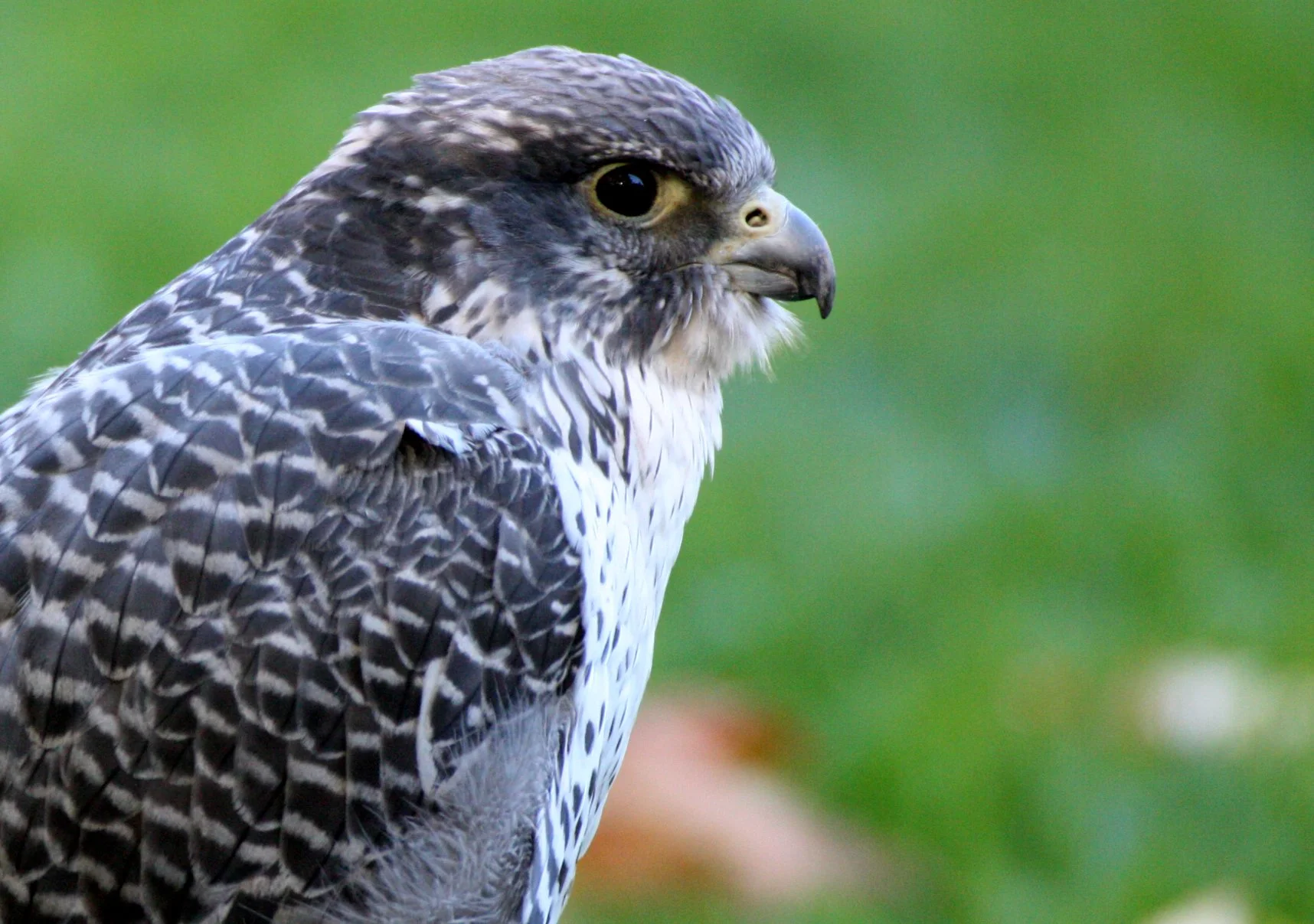 Falco rusticolus - GYRFALCON - WOODLAND PARK WA (2).JPG