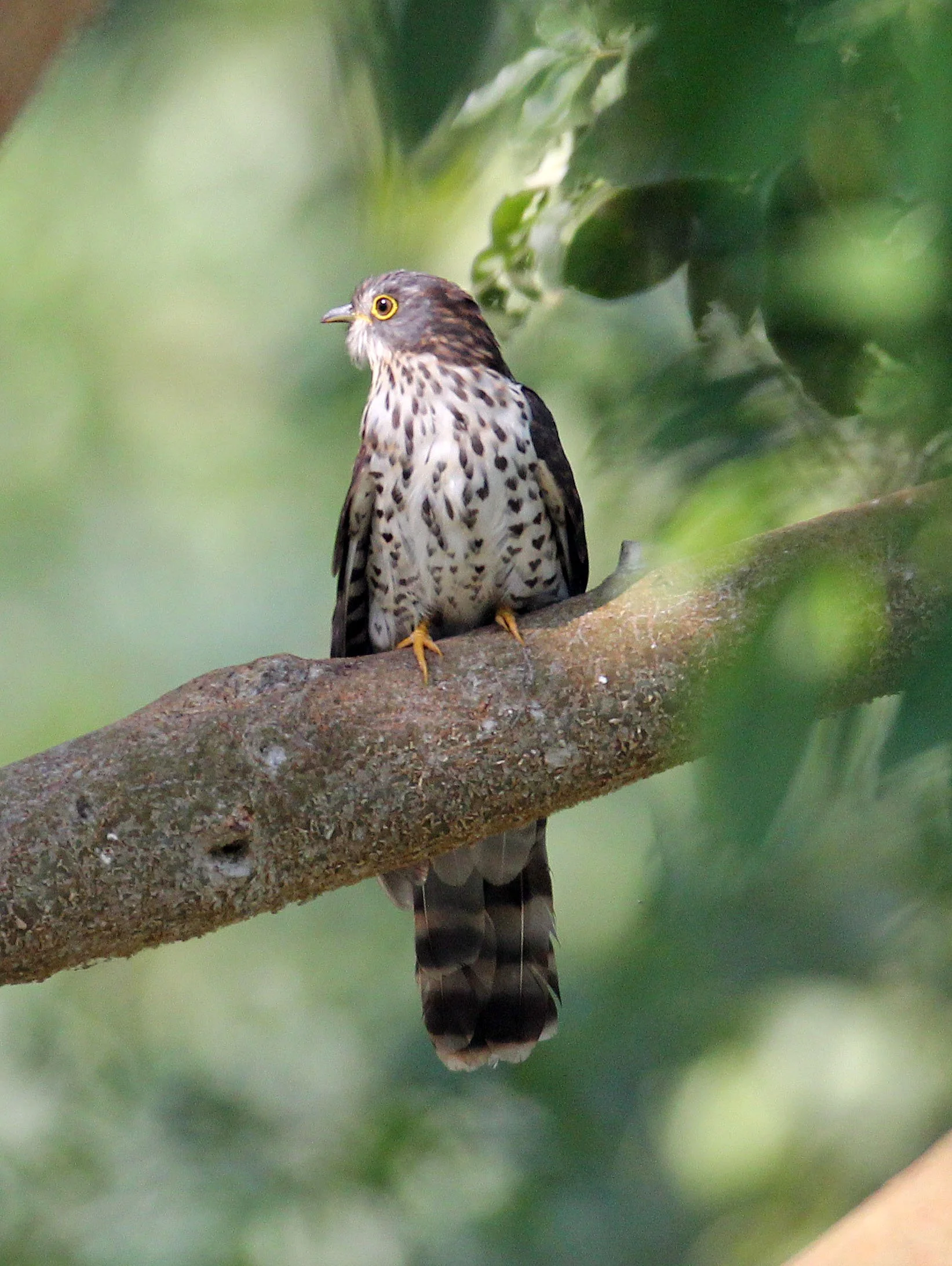 Large Hawk-cuckoo (Hierococcyx sparveroides) Huai Kha Khaeng NWR Thailand (17).JPG