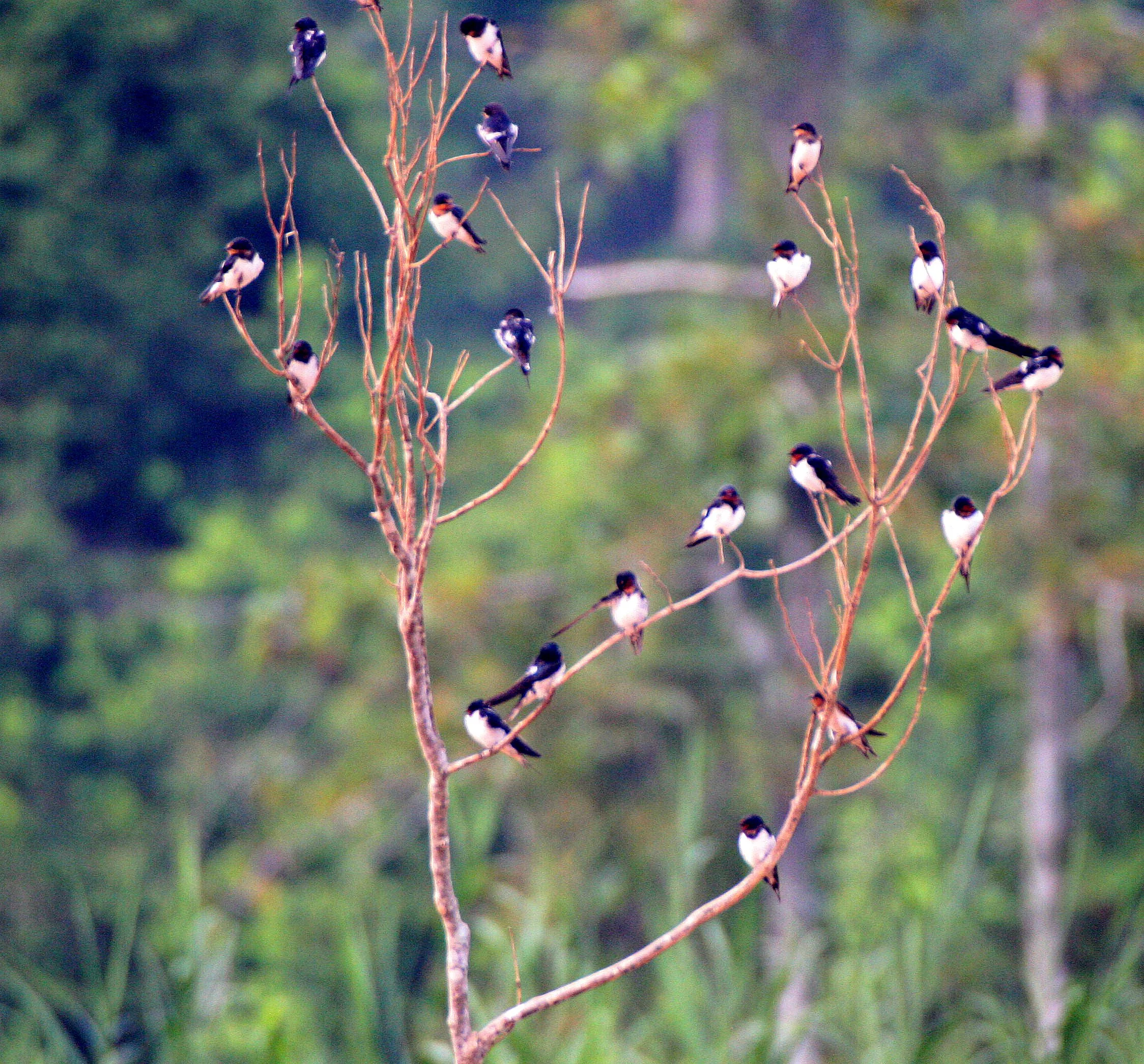 Barn Swallow (Hirundo rustica) Kinabatangan River Borneo (1).JPG
