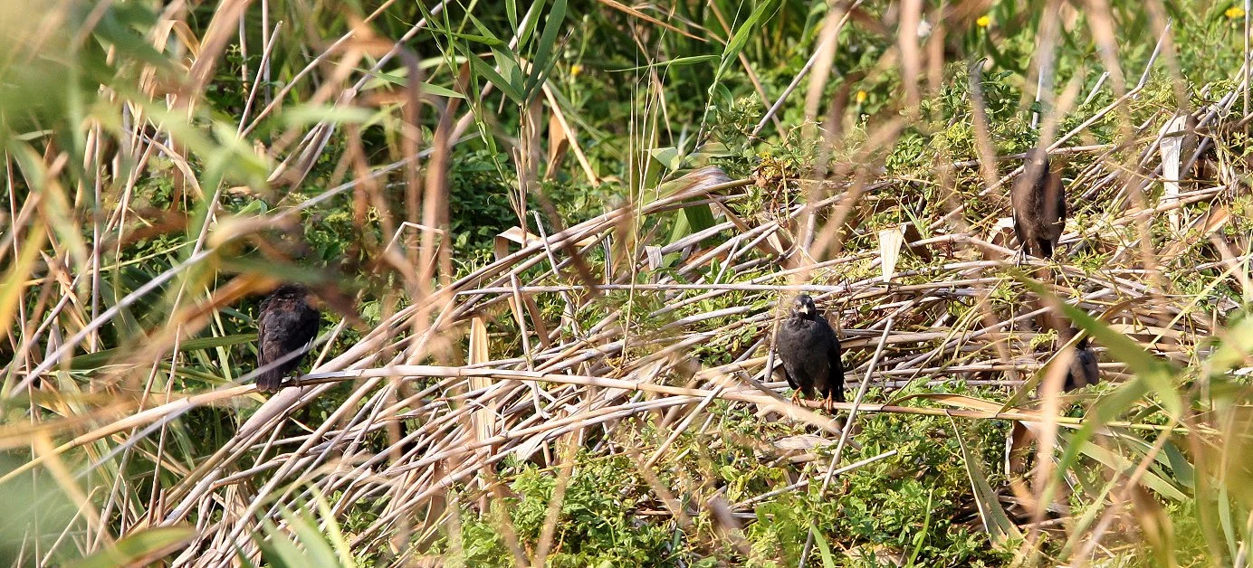 Eurasian Blackbird (Turdus merula) Chongming Island Dongtan Wetlands Reserve China (1).JPG