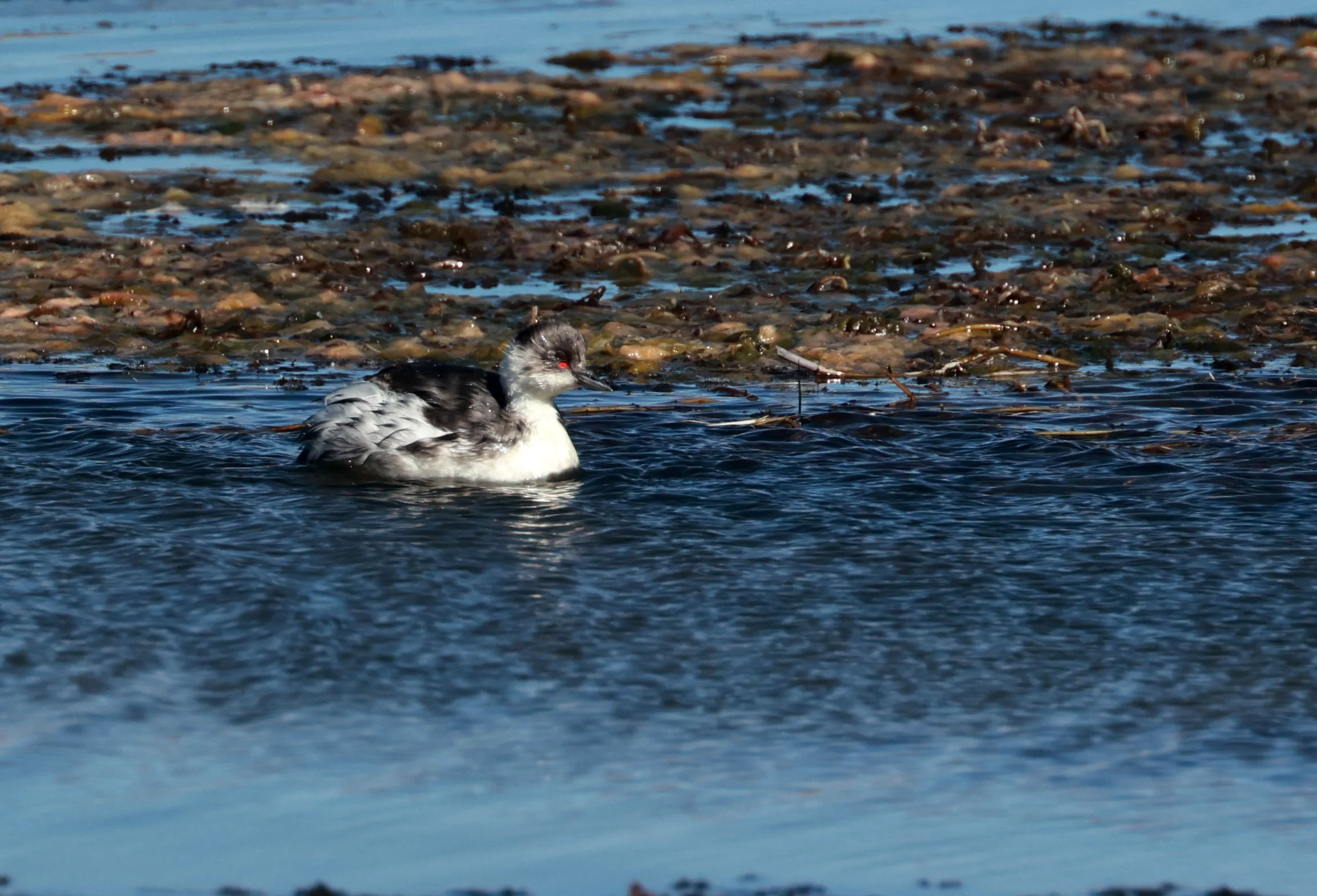 Grebe - Silvery grebe - Podiceps occipitalis - Lauca National Park, Chile (1).jpg