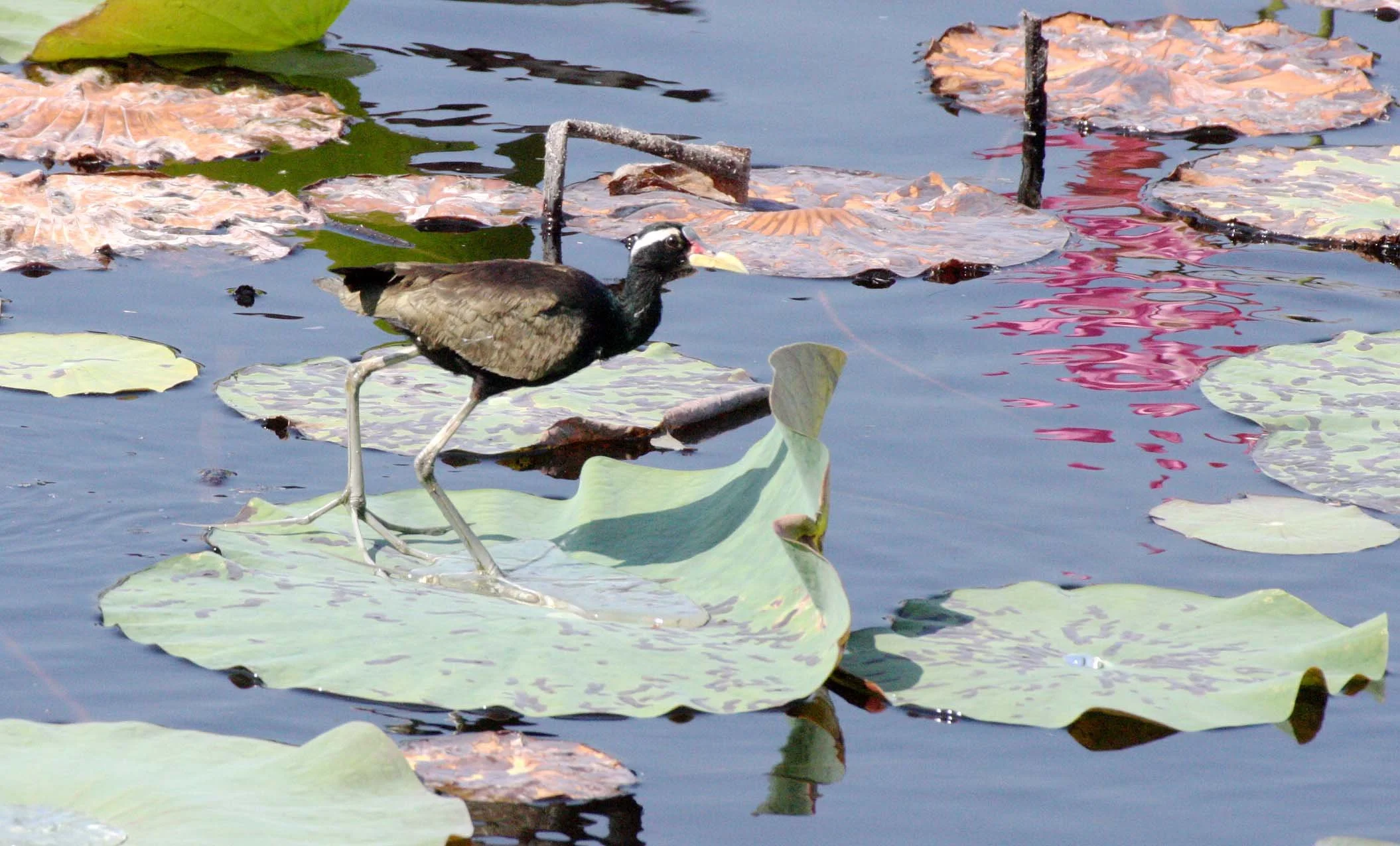JACANA - BRONZE-WINGED JACANA - Metopidius indicus - KHAO SAM ROI YOT THAILAND (6).JPG