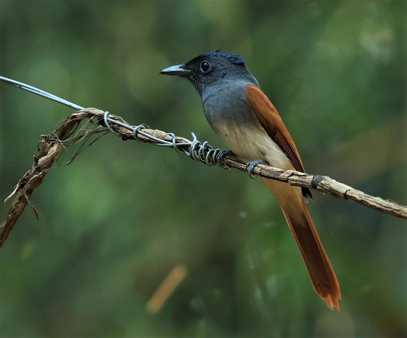 PARADISE-FLYCATCHER - BLYTH'S PARADISE-FLYCATCHER - Terpsiphone affinis - WAT THAM PRATHUM CHONBURI JAN 30 2022 (55).jpg