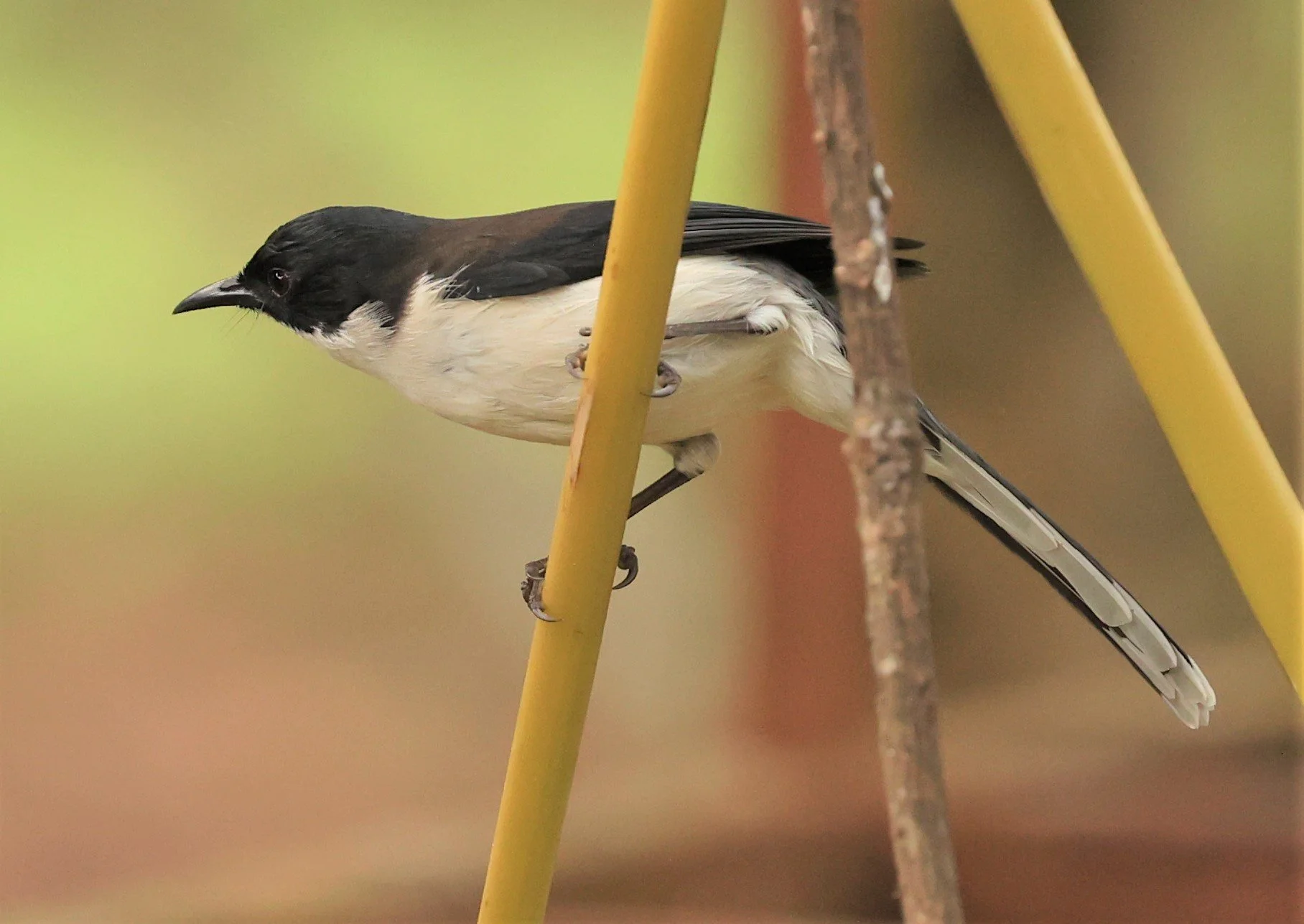 SIBIA - DARK-BACKED SIBIA - Heterophasia melanoleuca - DOI ANG KHANG CHIANG MAI (1).jpg