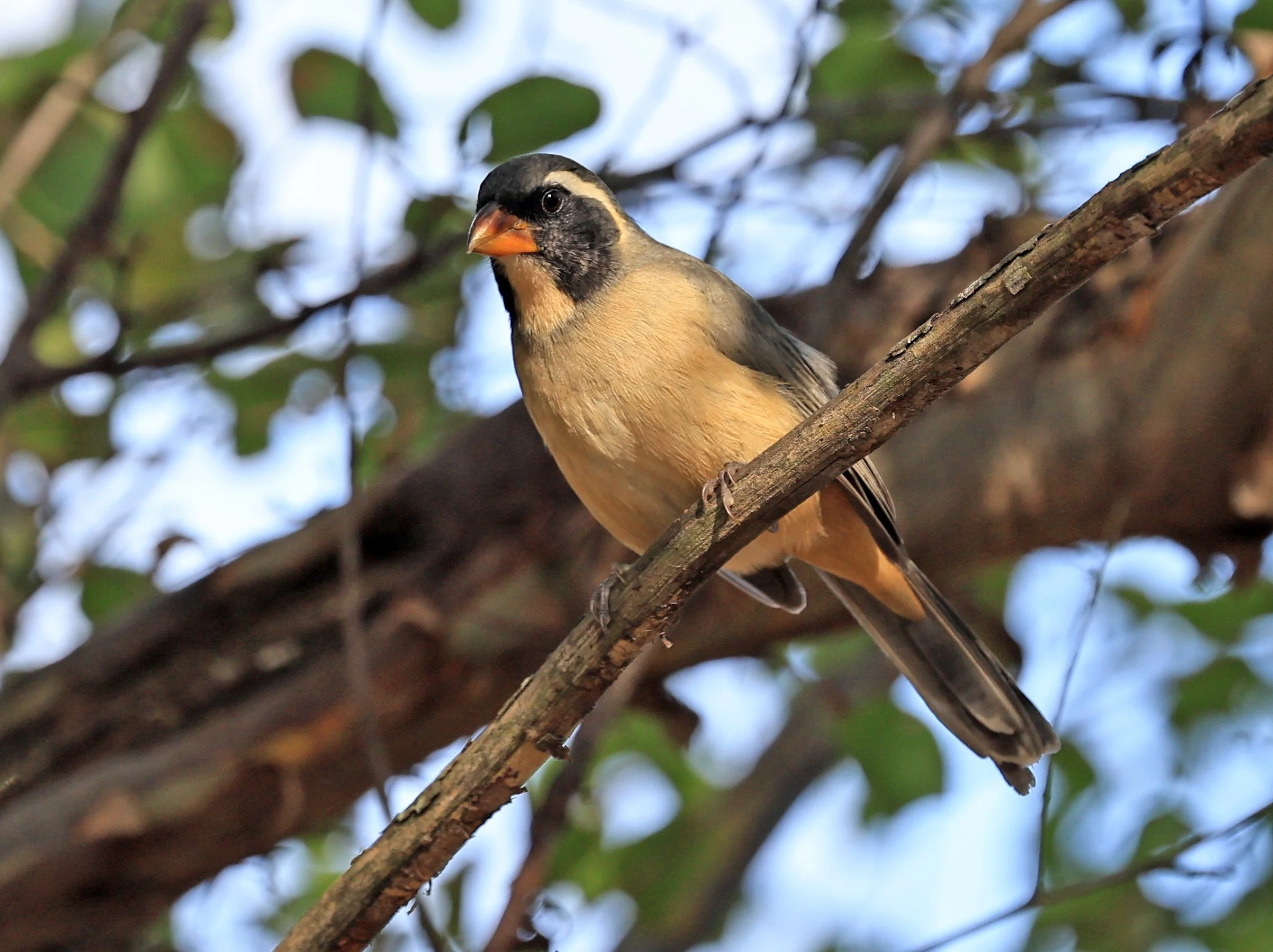 Golden-billed Saltator (Saltator aurantiirostris) Aurora Chaquena Reserve, Neuland Mennonite Colony Paraguay (16).jpg
