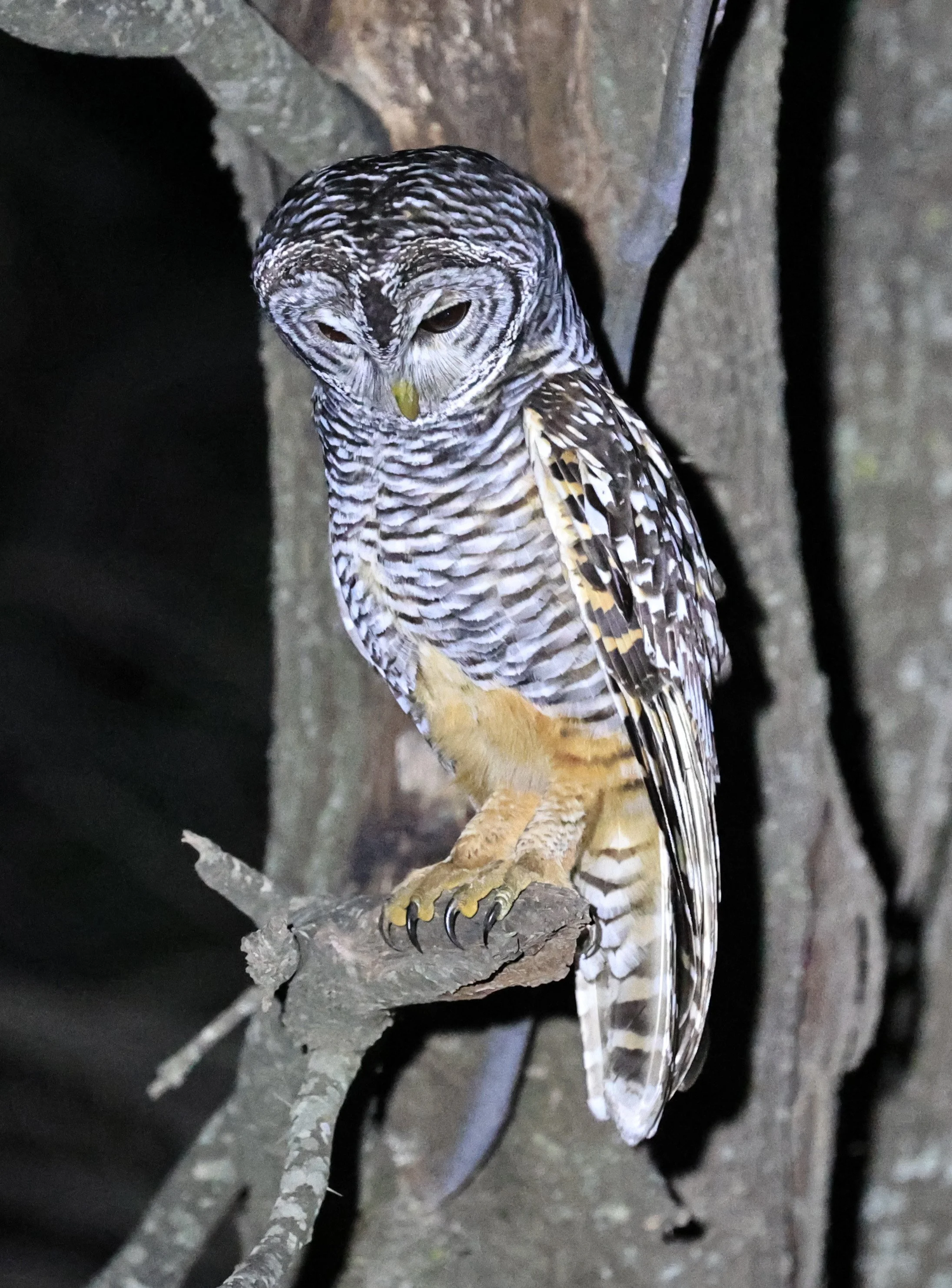 Chaco Owl (Strix chacoensis) Estancia Campo'í Paraguay (65).jpg