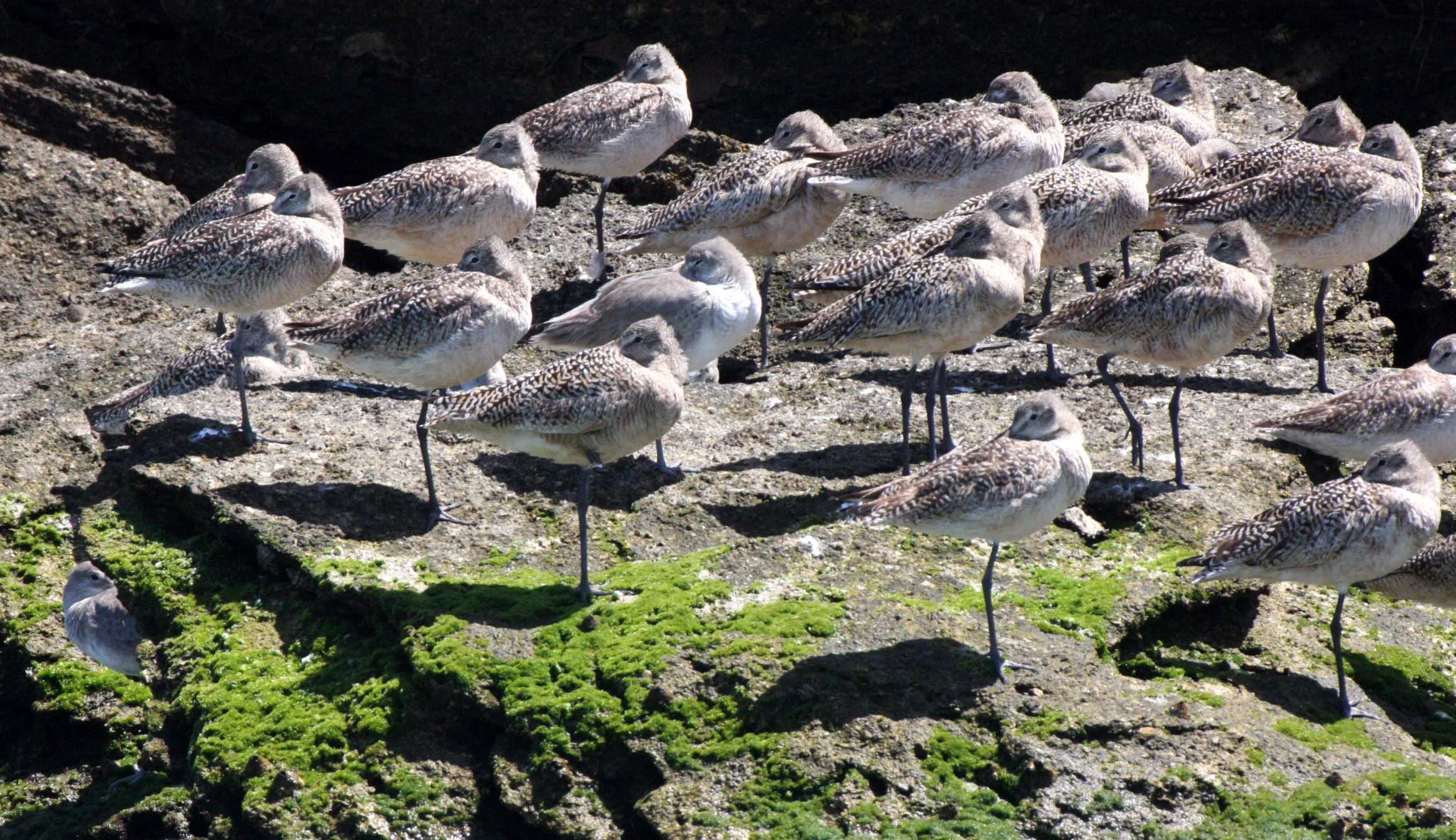 BIRD - GODWIT - MARBLED GODWIT - WILLETS - SAN IGNACIO LAGOON BAJA MEXICO (8).JPG