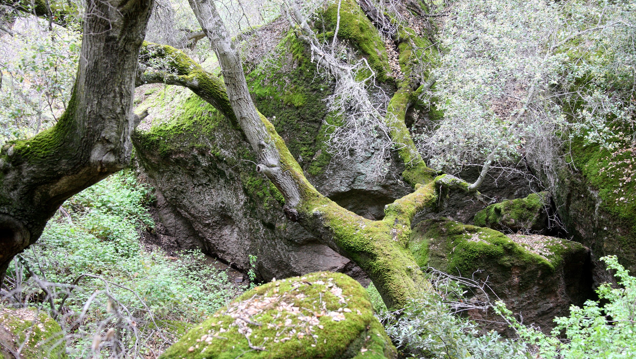 PINNACLES NATIONAL MONUMENT CALIFORNIA - QUERCUS FOREST (2).JPG