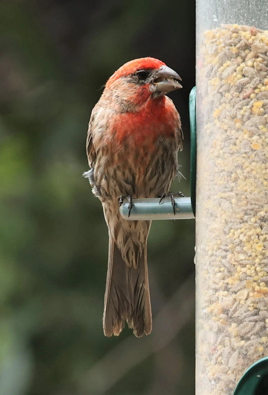 House Finch (Haemorhous mexicanus) Ash Canyon Arizona (7).jpg