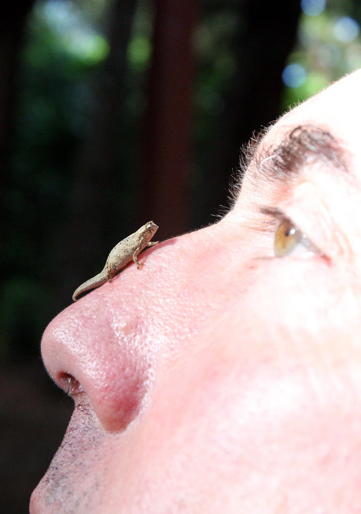 Brookesia tuberculata - MONTAGNE D'AMBRE LEAF CHAMELEON - MONTAGNE D'AMBRE NATIONAL PARK  - WORLD'S SMALLEST SPECIES (35).JPG