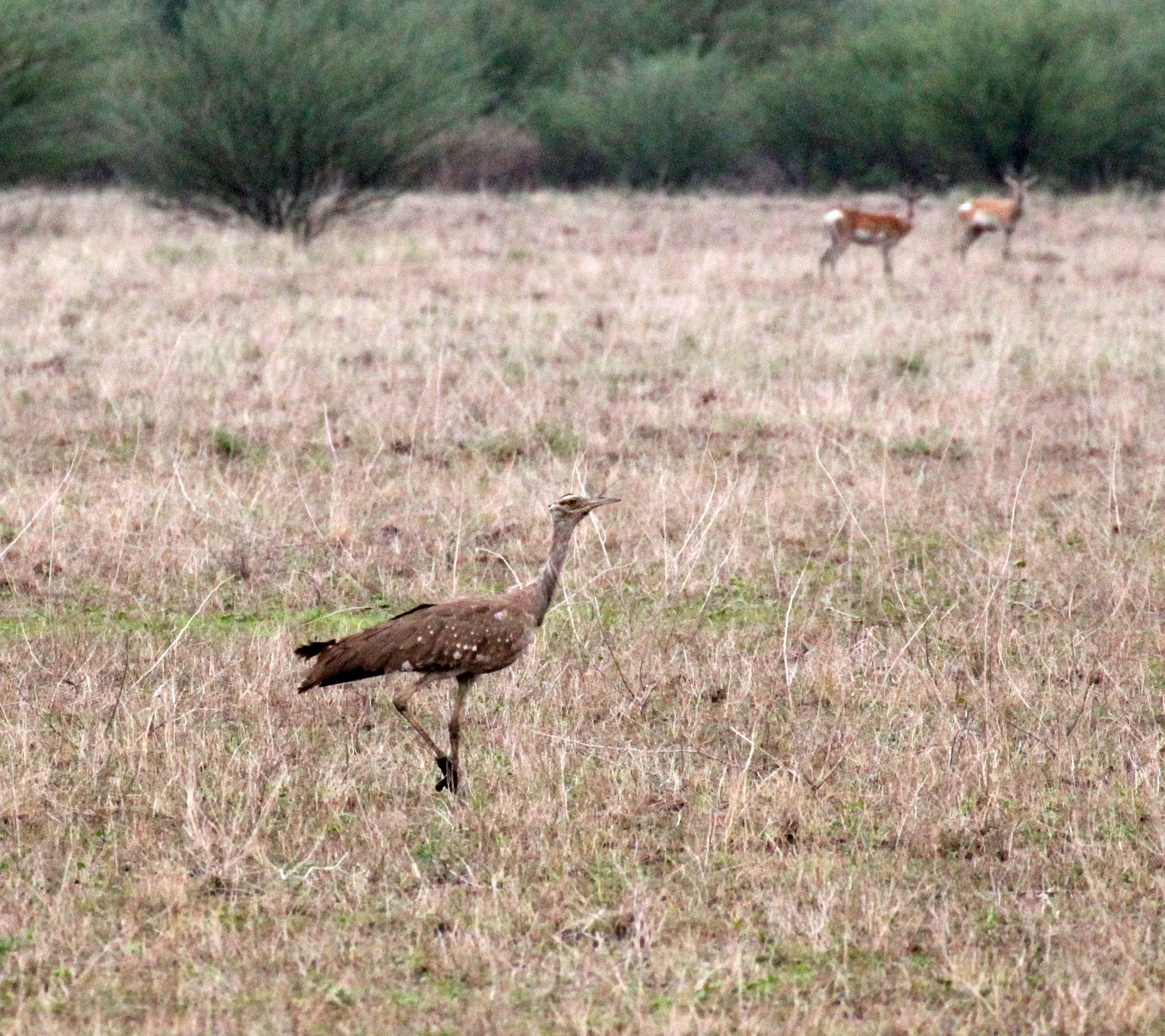 Arabian bustard (Ardeotis arabs) Ali Dege Plains, Ethiopia (28).JPG