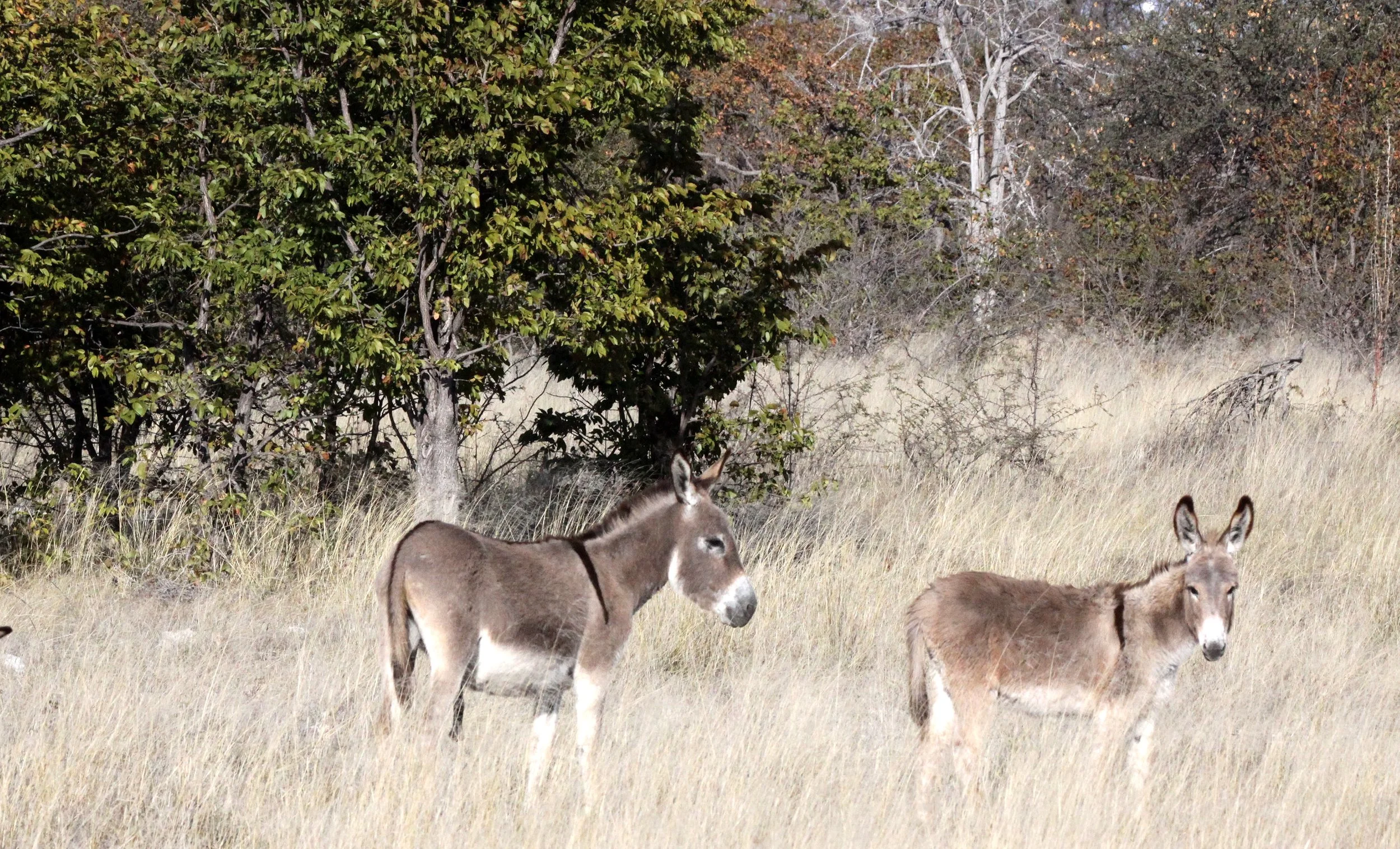 ELEPHANT - AFRICAN ELEPHANT - ETOSHA NATIONAL PARK NAMIBIA (101).JPG