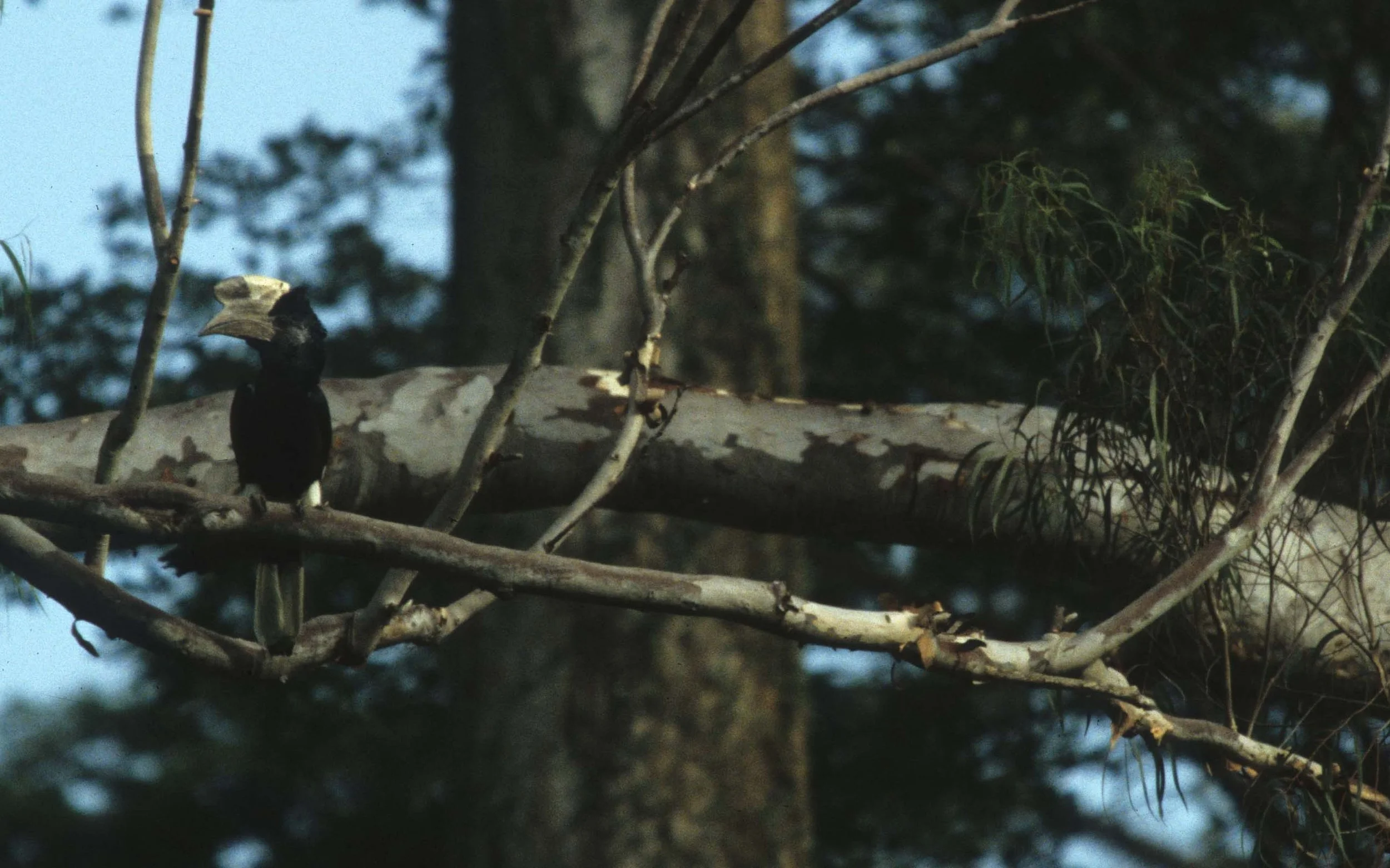 BIRDS - HORNBILL - BLACK AND WHITE CASQUED - UGANDA D.jpg
