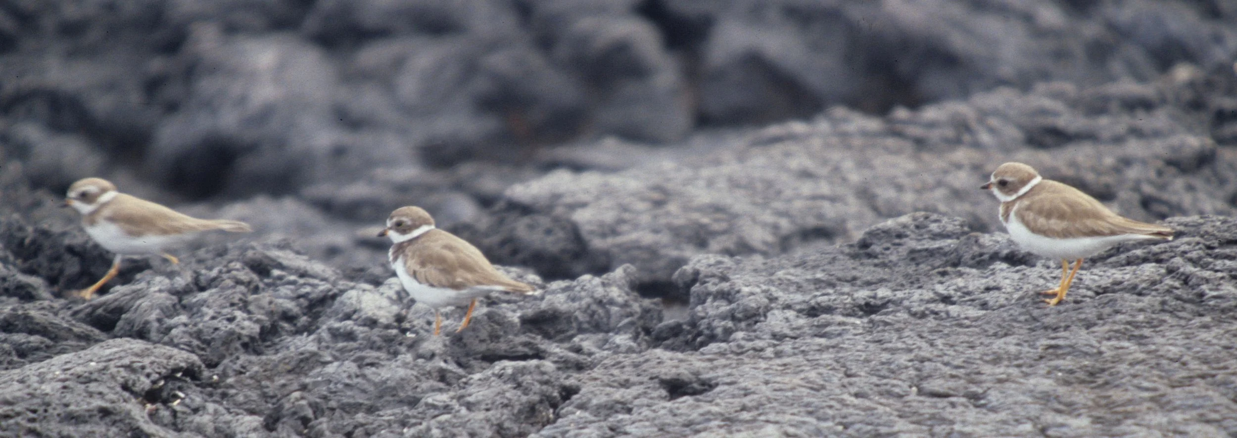 BIRD - PLOVER - SEMIPALMATED - GALAPAGOS.jpg