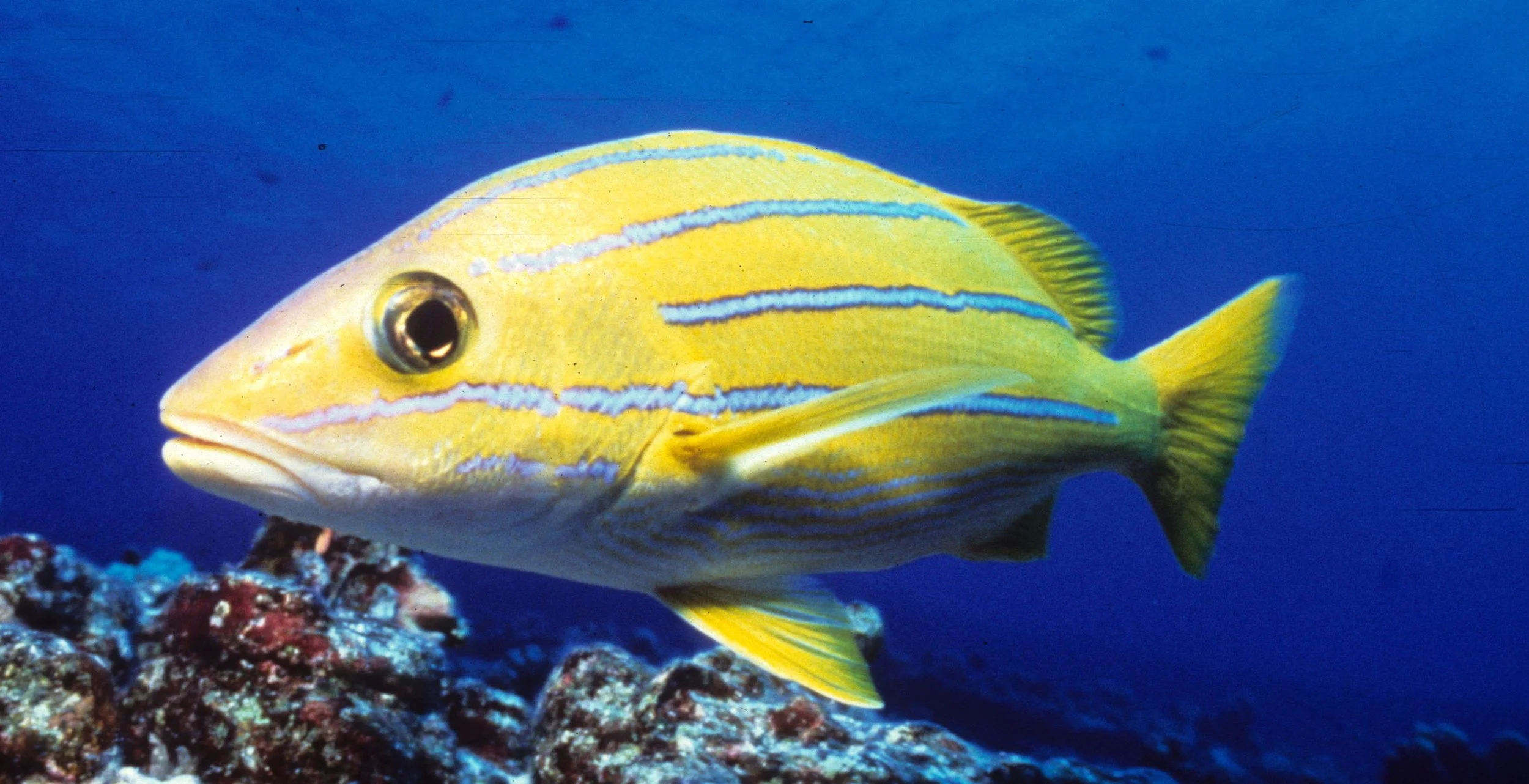 FISH - TROPICAL FISH - HAWAII (5).jpg