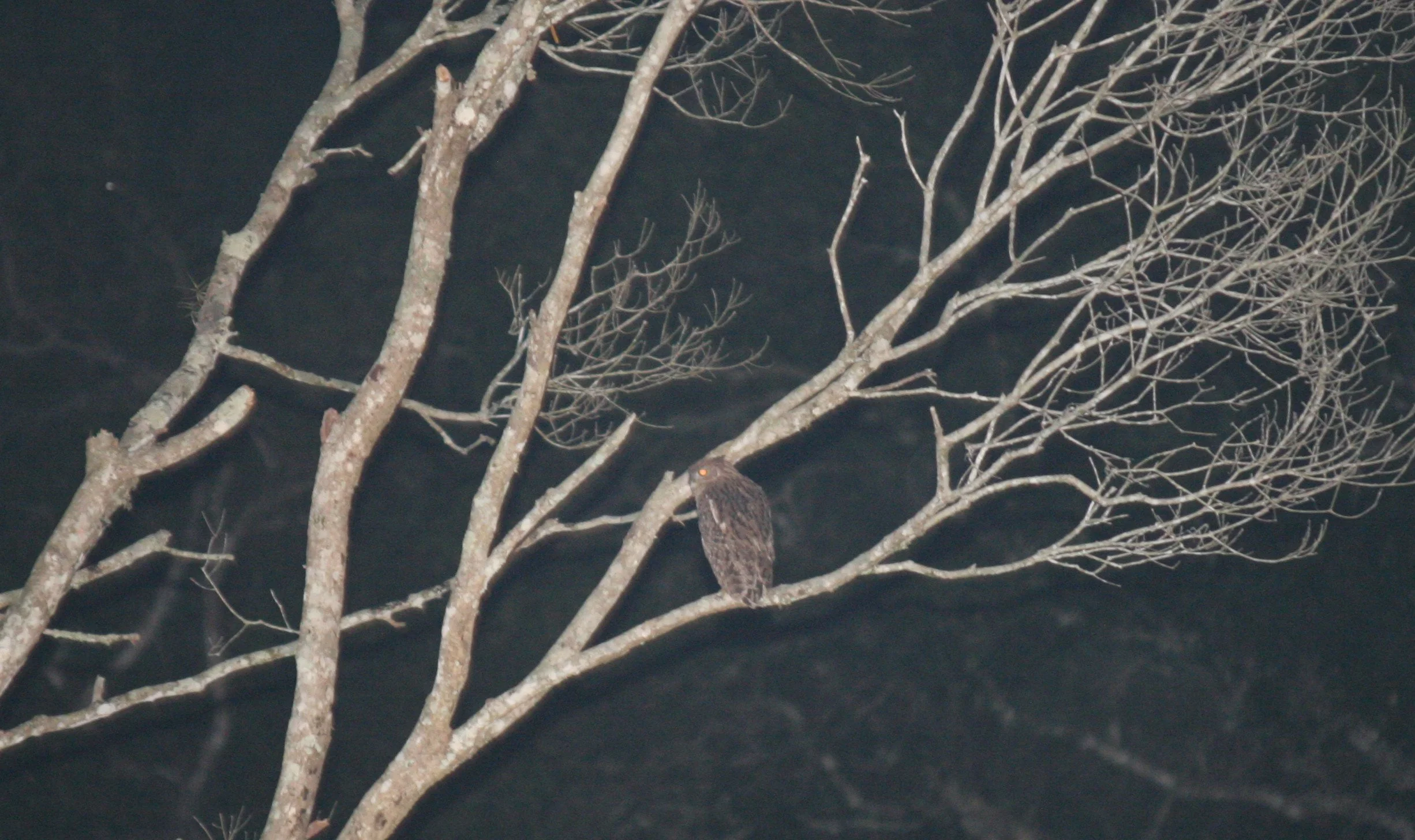 Ketupa ketupa - BUFFY FISH OWL - KHAO YAI NATIONAL PARK THAILAND (7).JPG