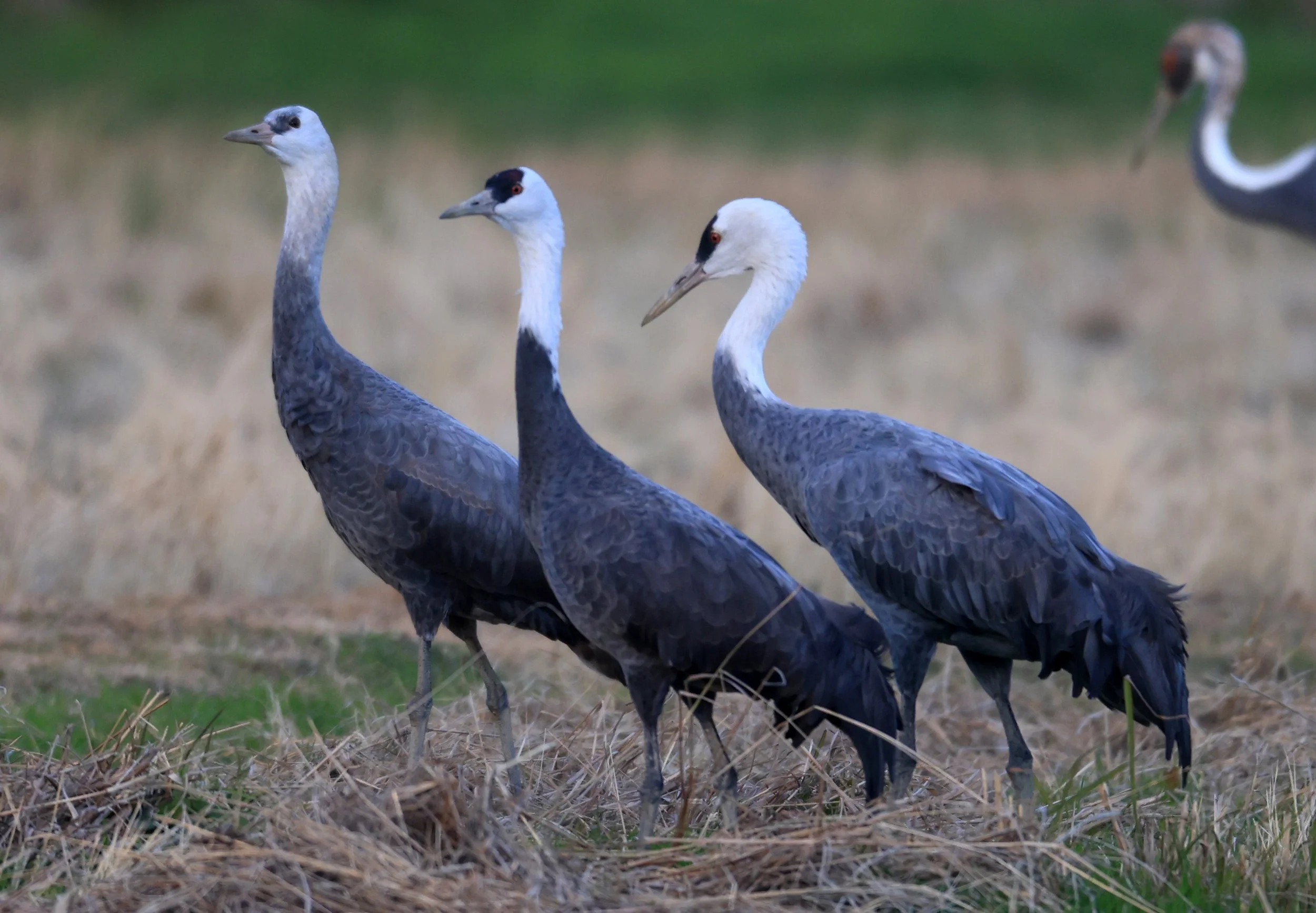 Hooded Crane (Grus monacha) Izumi Crane Park & Center, Izumi Kagoshima Kyushu Japan (28).jpg