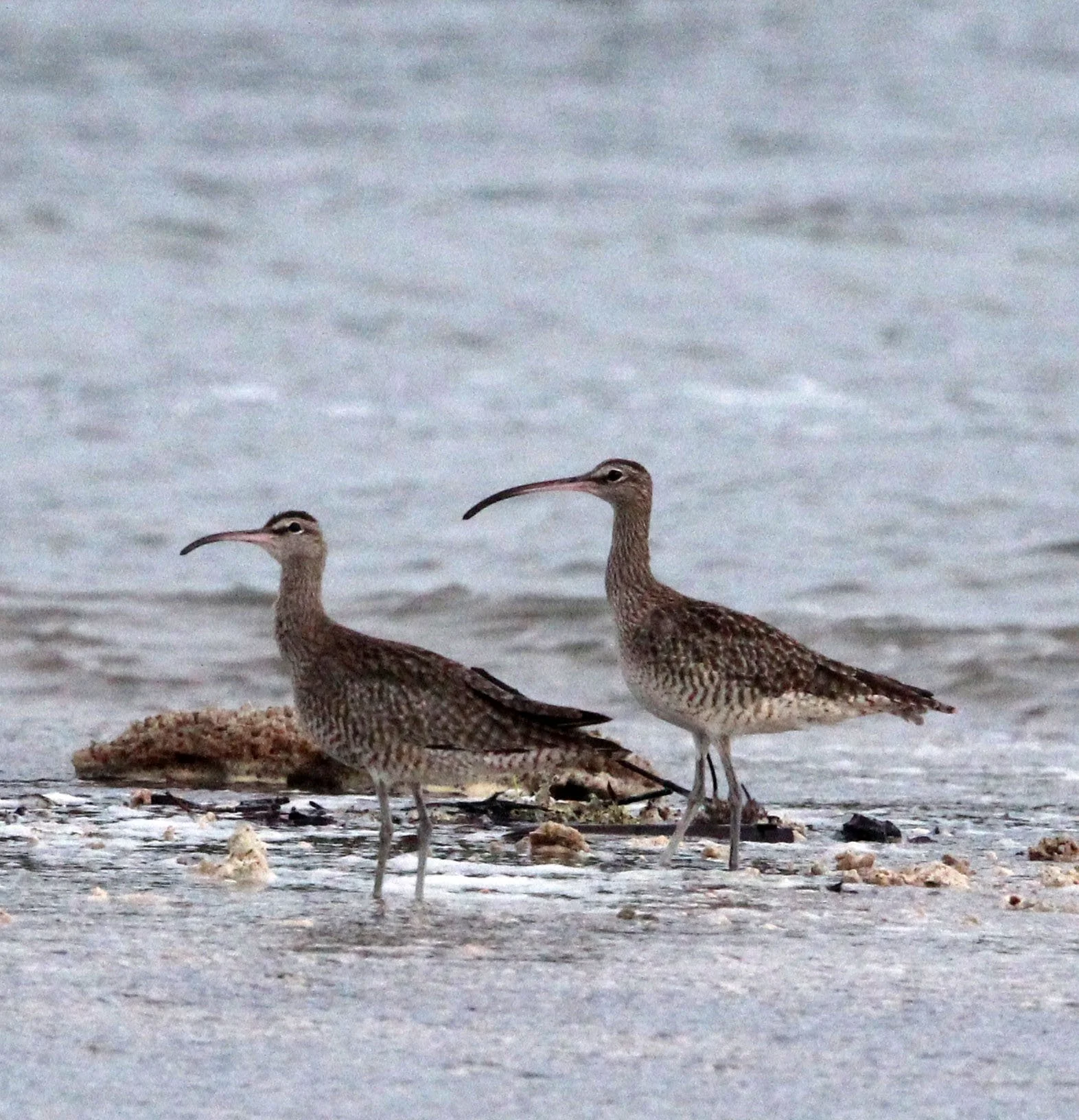 BIRD - WHIMBREL - TANGKOKO NATIONAL PARK SULAWESI INDONESIA (10).JPG