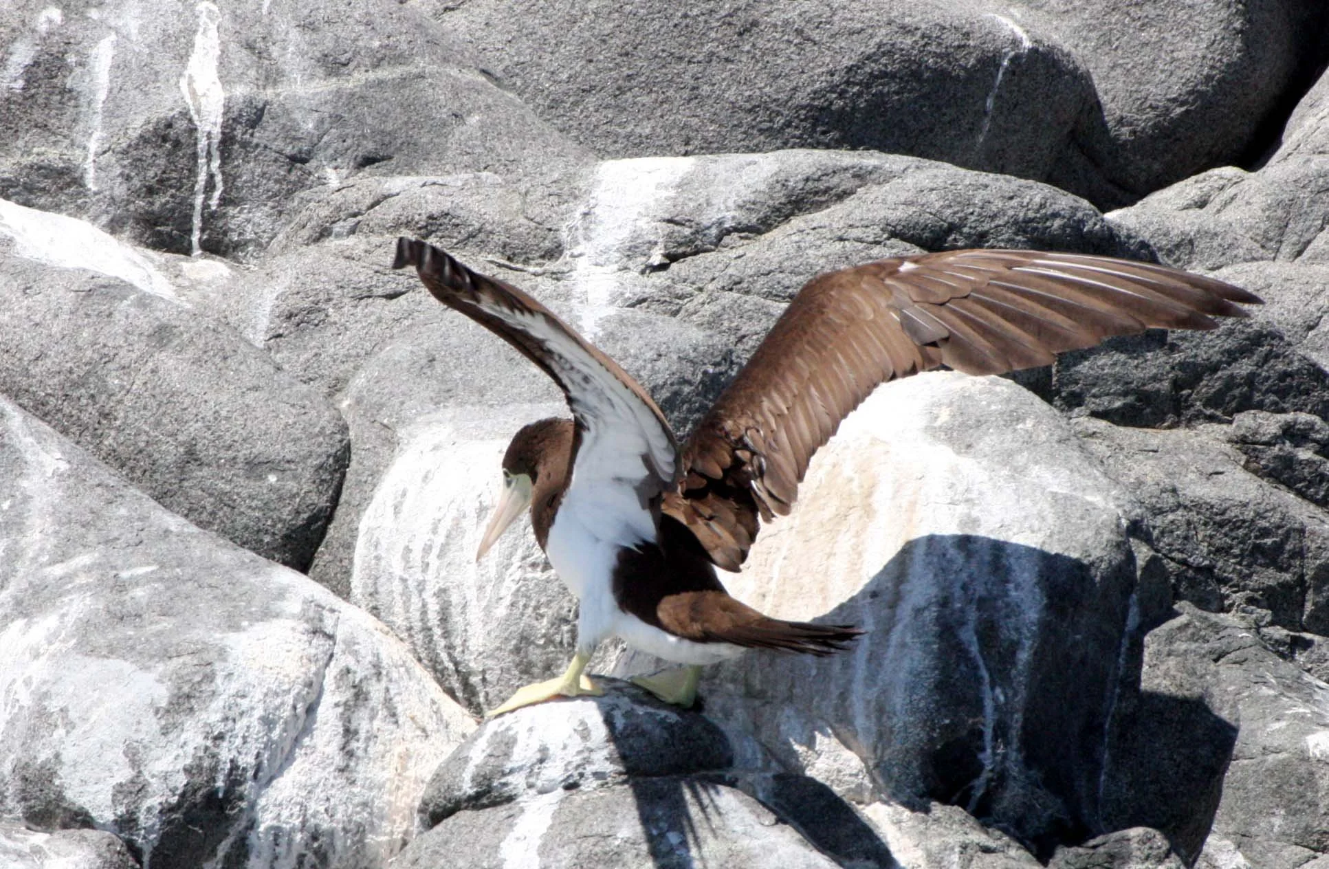 Brown Booby (Sula leucogaster) Santa Catalina Island Baja Mexico (15).JPG